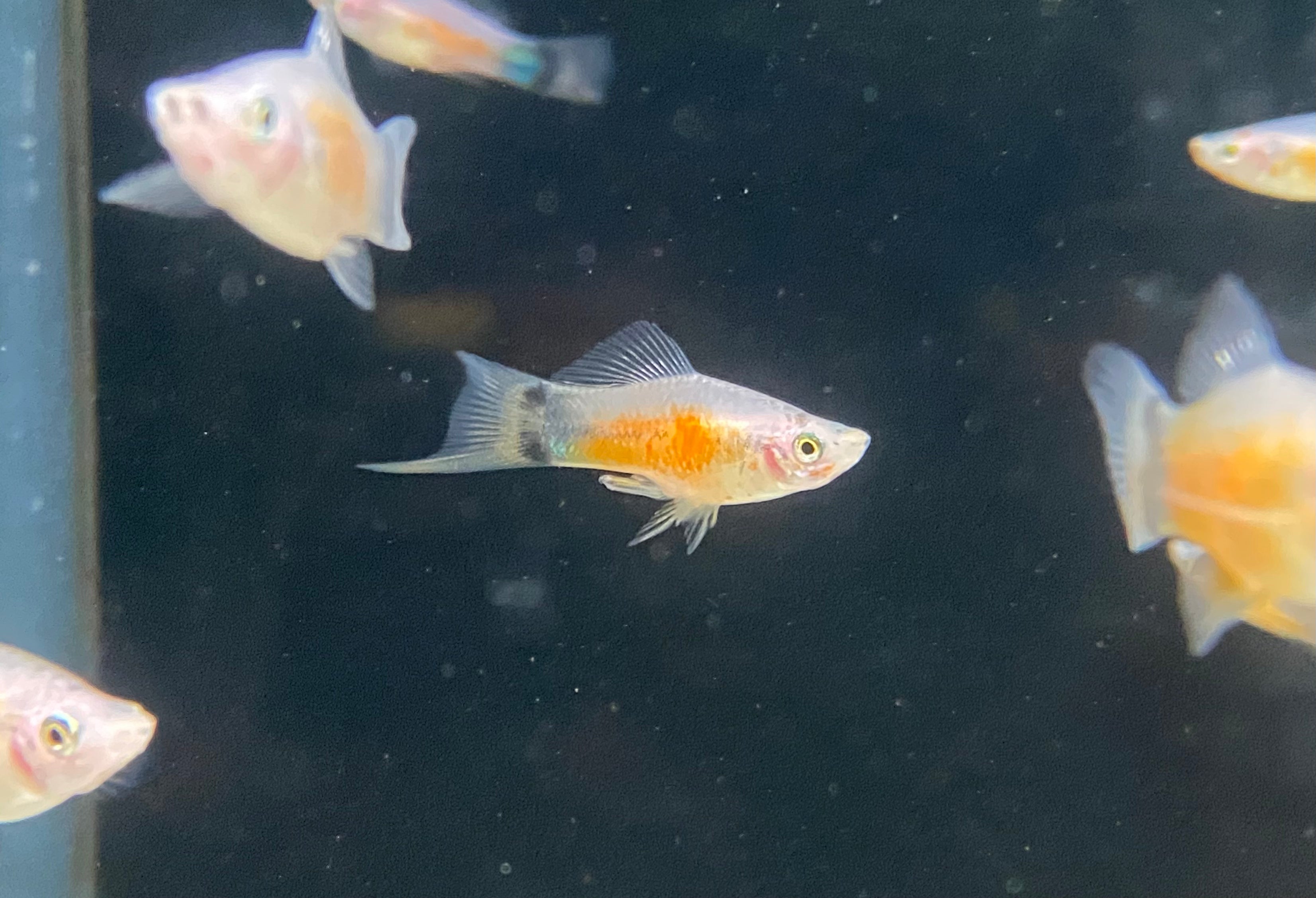Mickey Swordtails tricolore