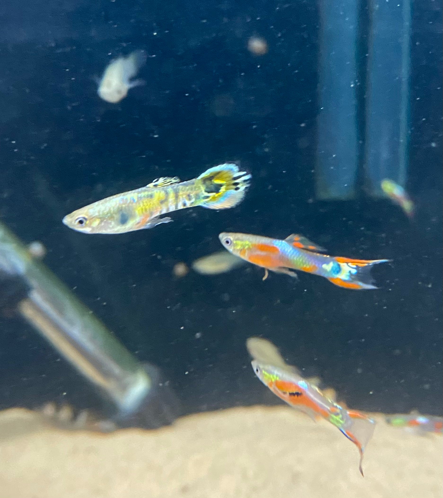 Assorted Endlers (Both Sexes)
