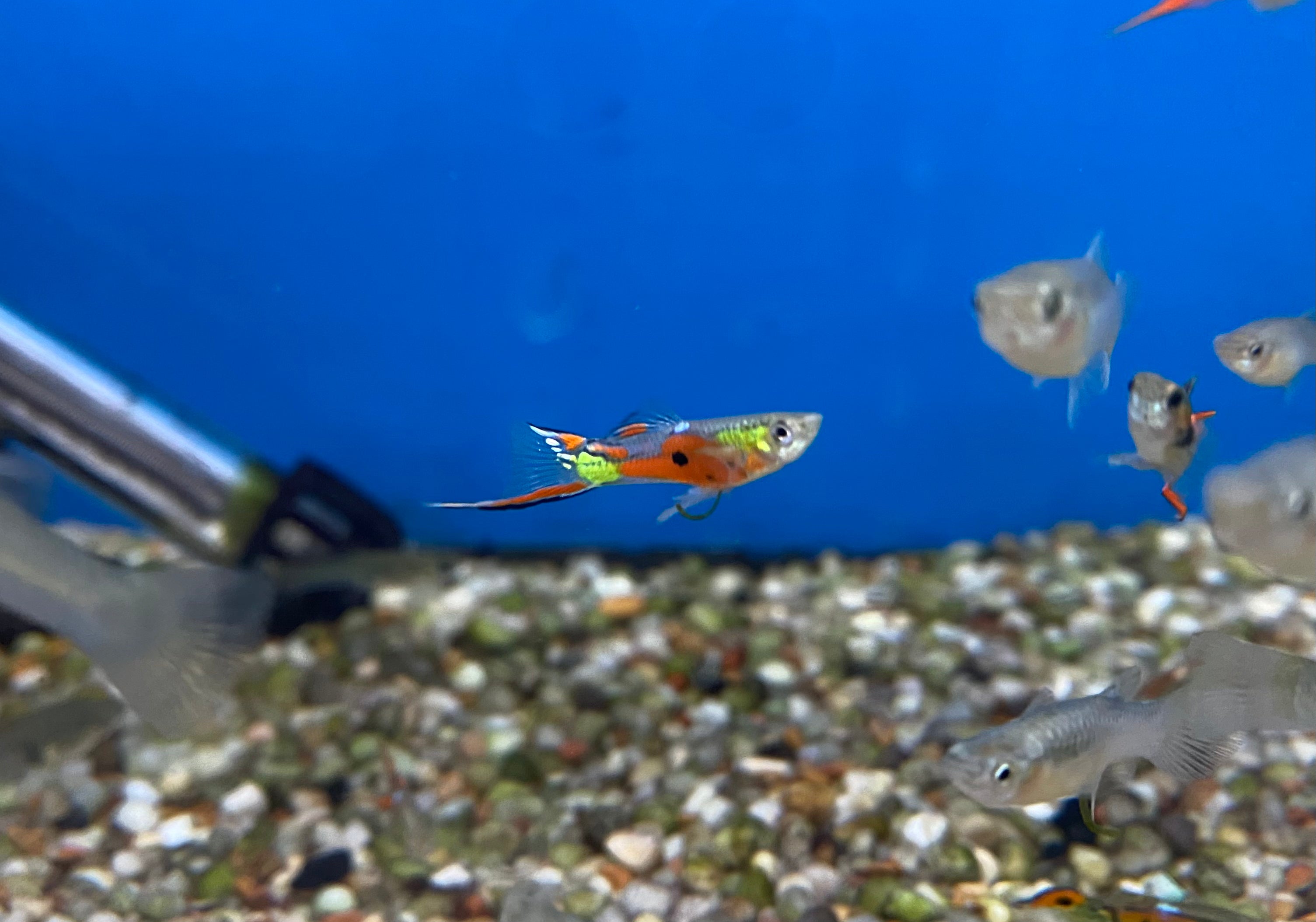 Orange & Black Endlers (Both Sexes)