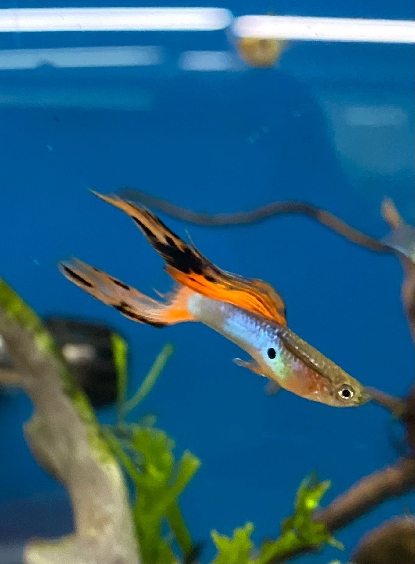 Guppy de feu bleu