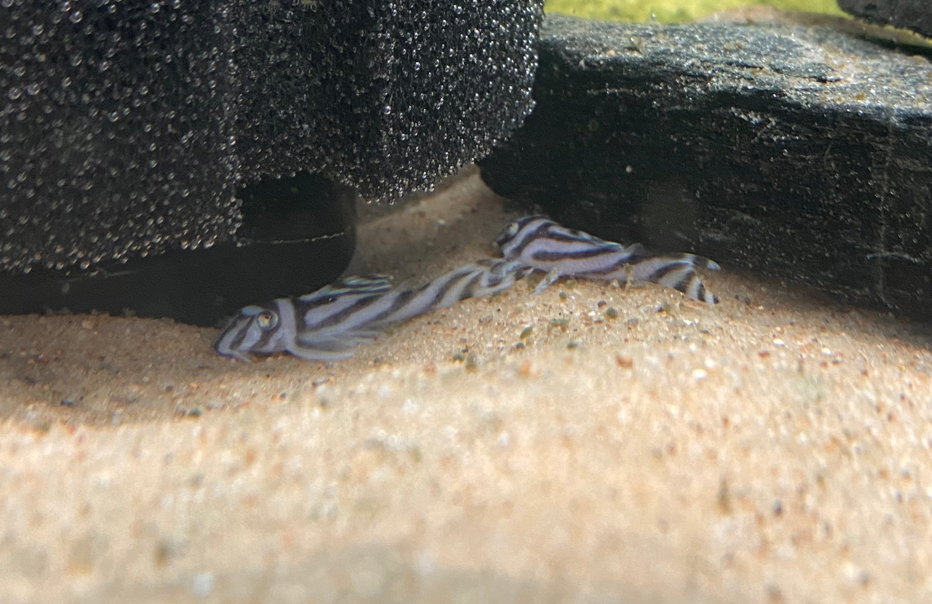 L046 Pleco zèbre