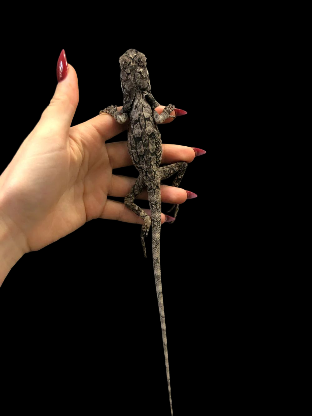 Australian Frilled Dragon