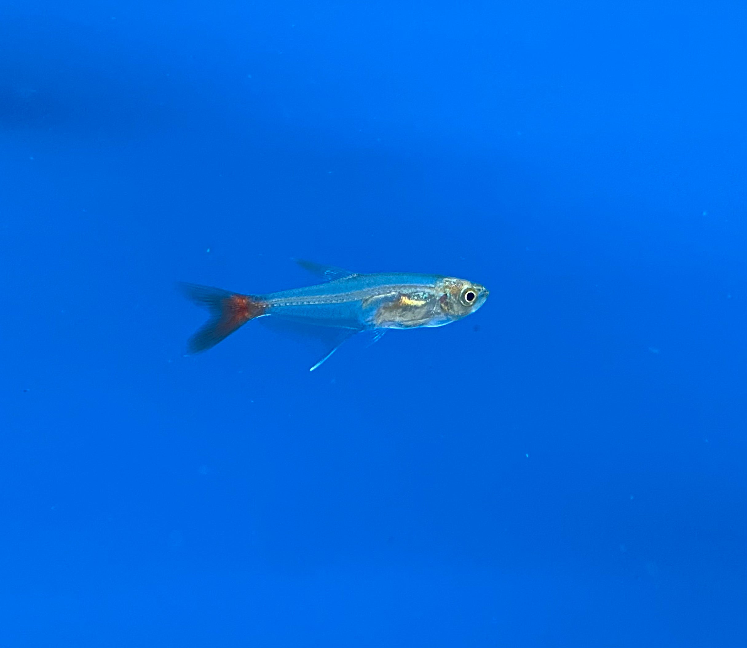 Tétra à nageoires sanguines en verre