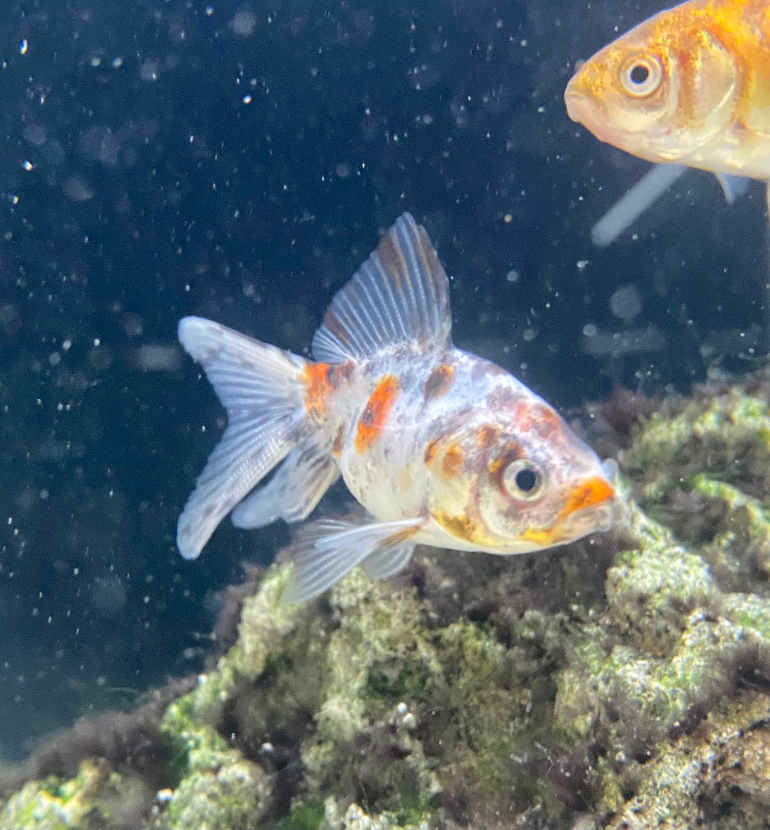 Poisson rouge Calico Fantail