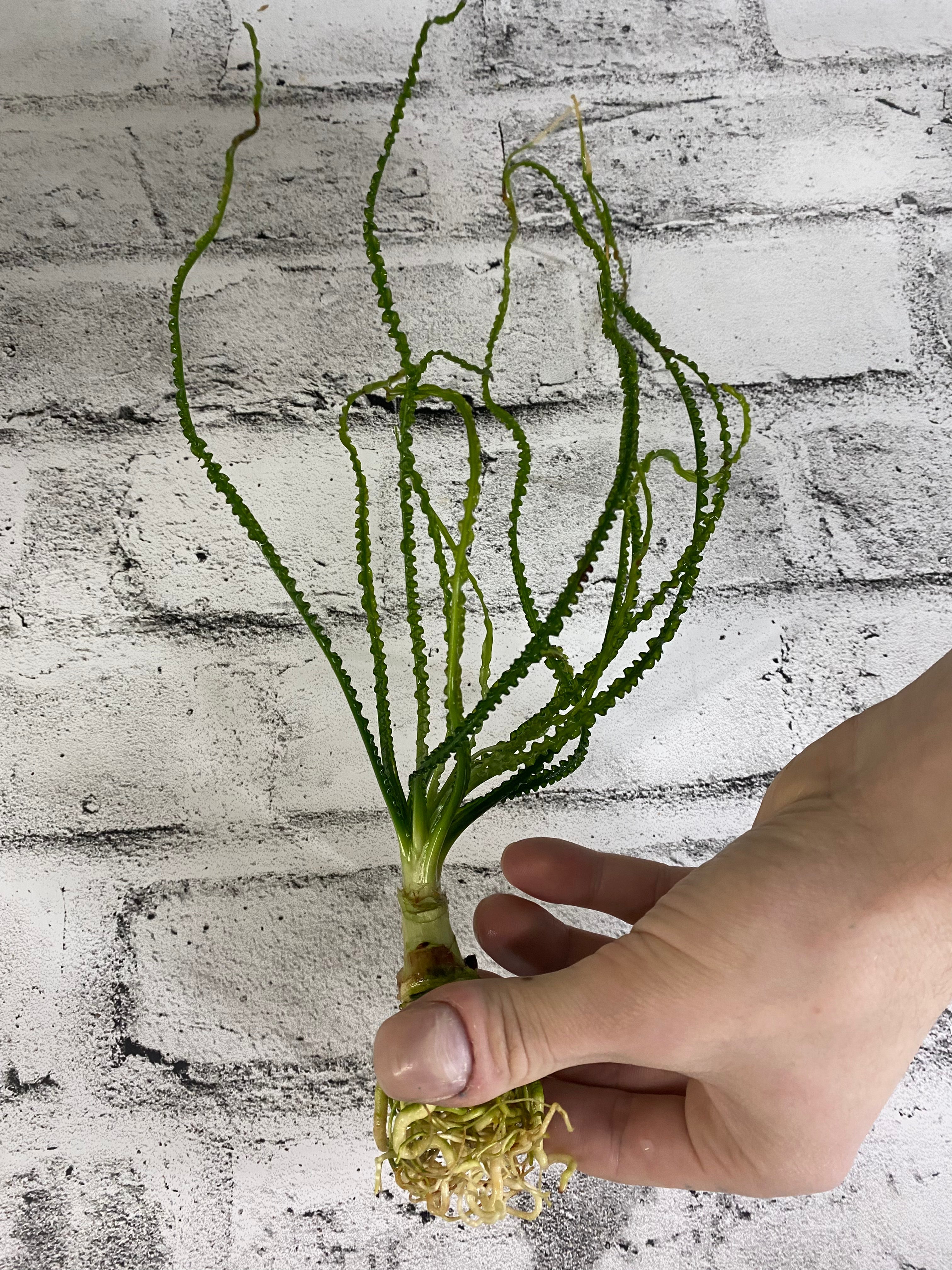 Crinum calamistratum