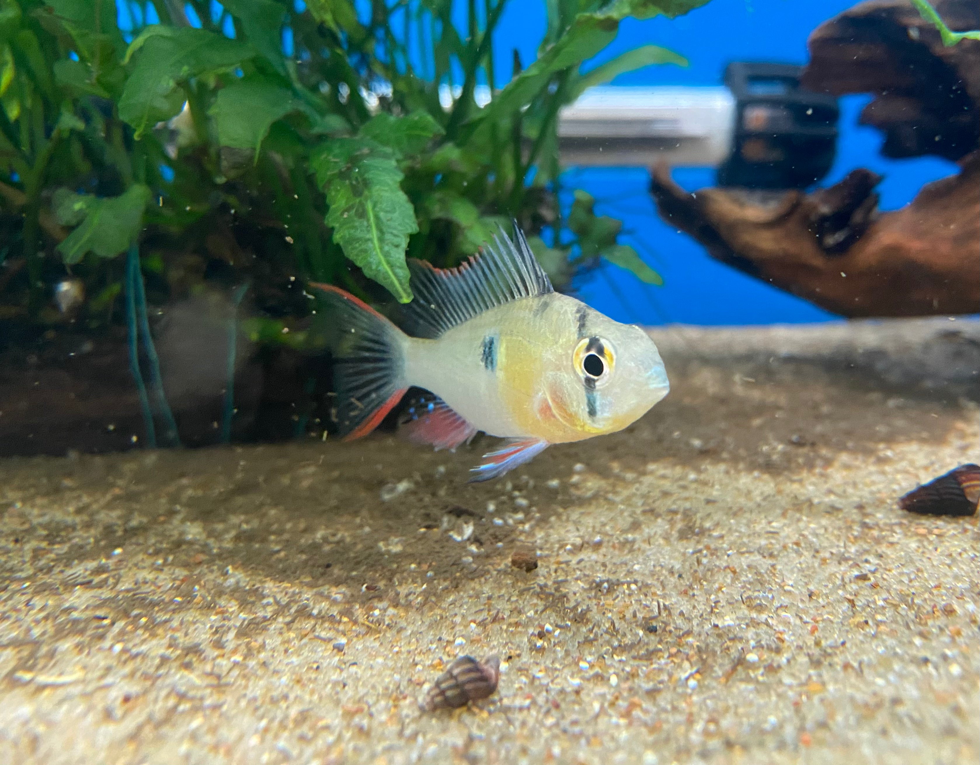 Bolivian ram cichlid 2024 care