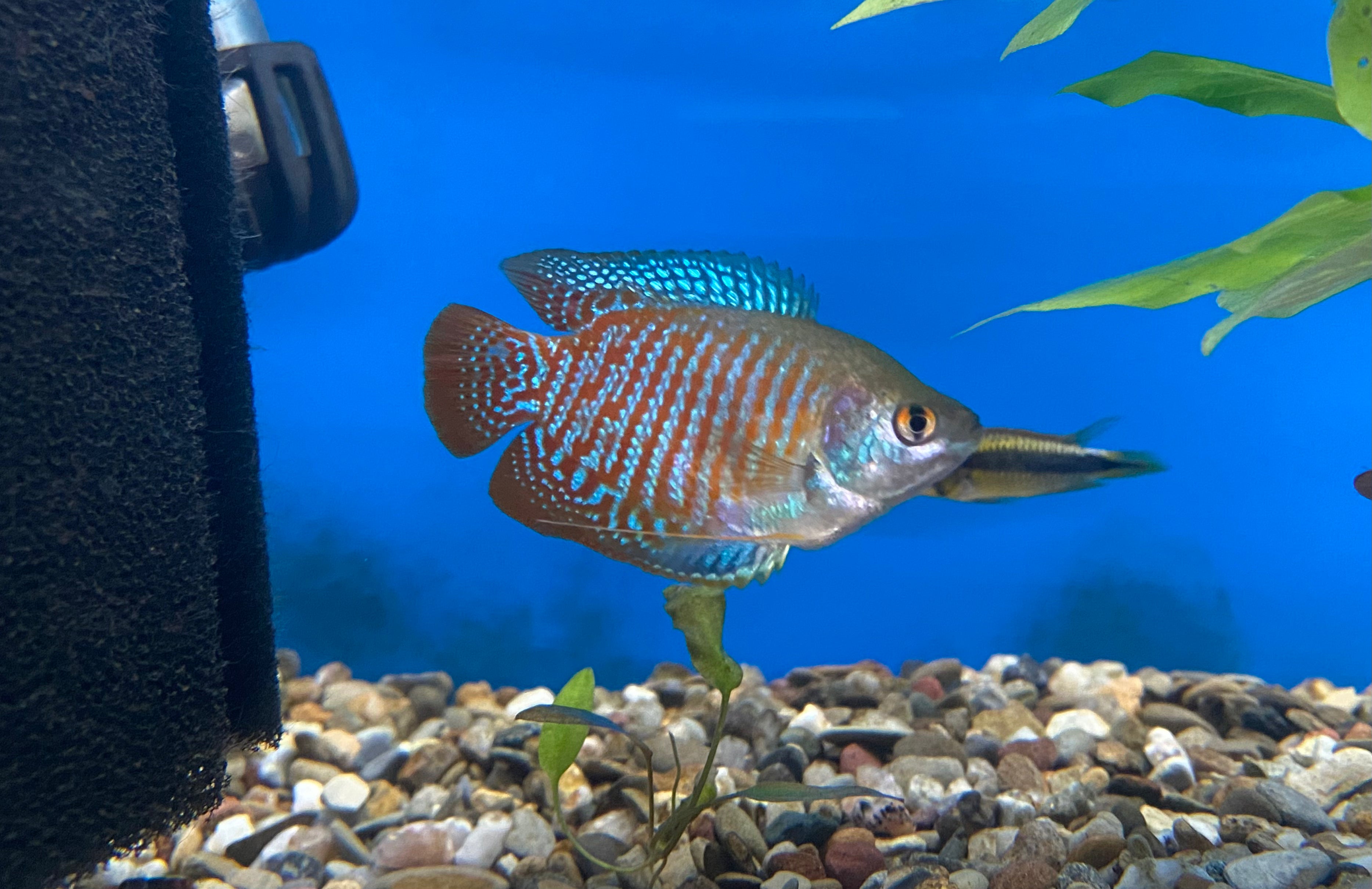 Dwarf Gourami