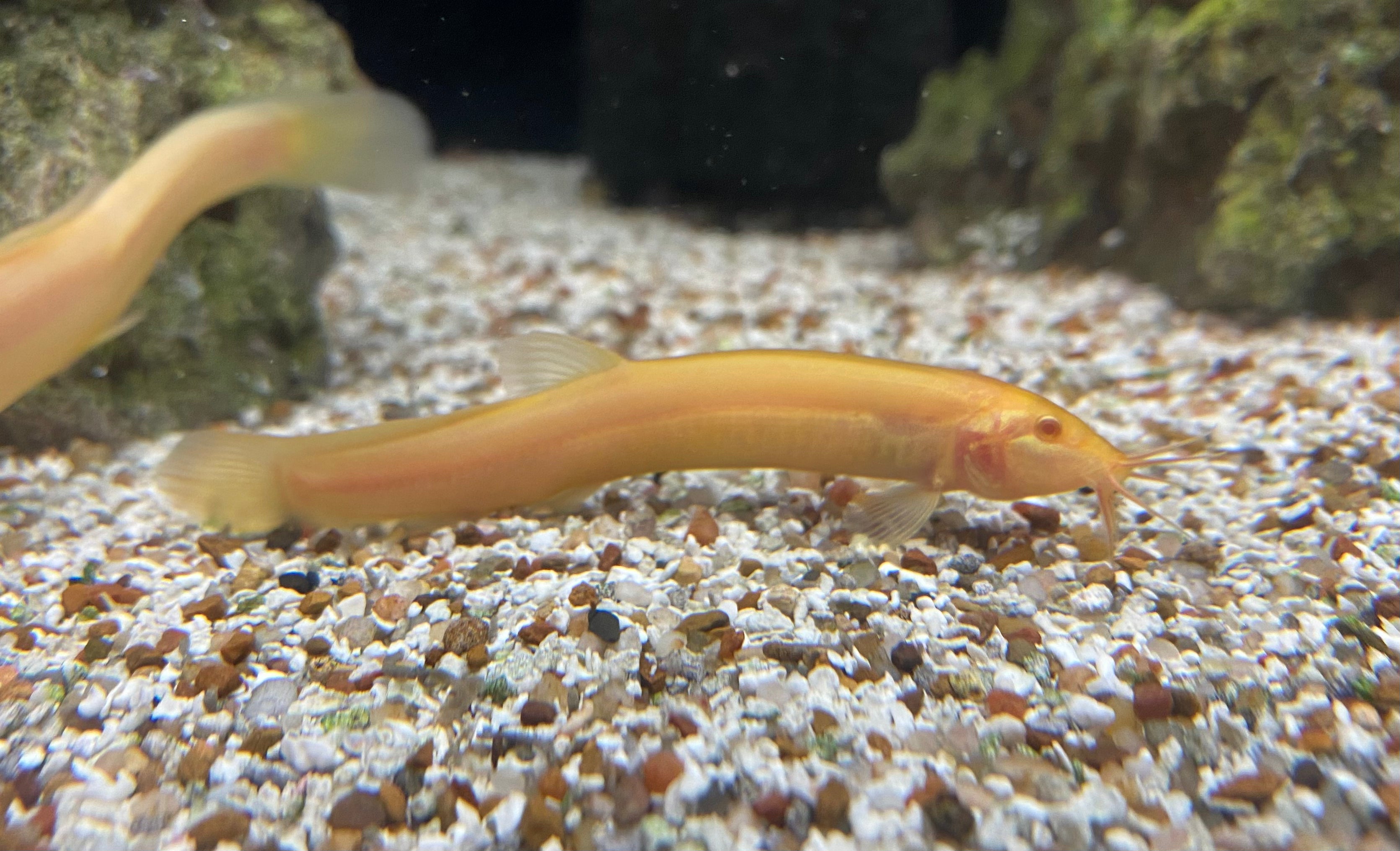 Loach du Dojo d'or