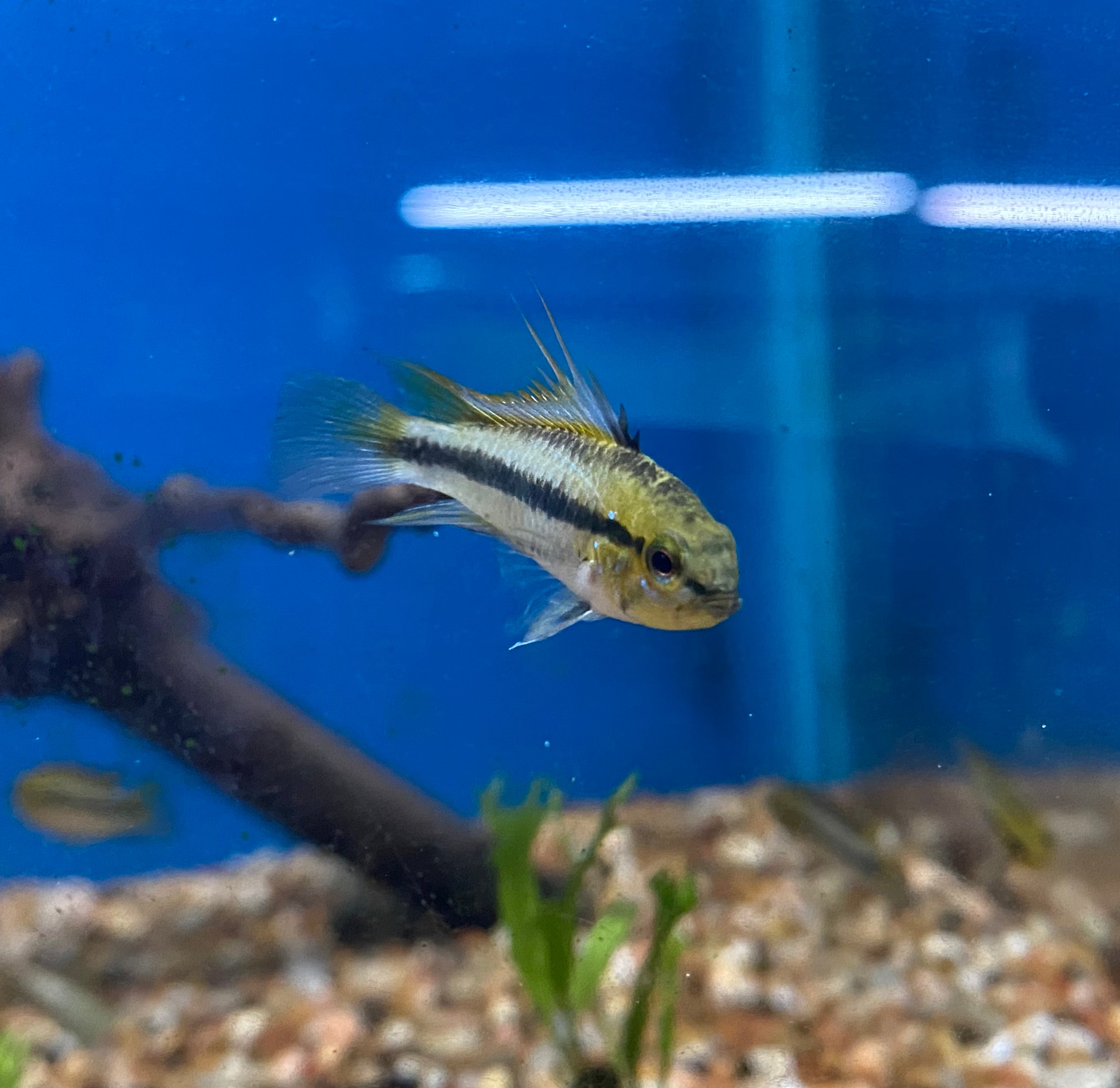 Apistogramma trifasciata