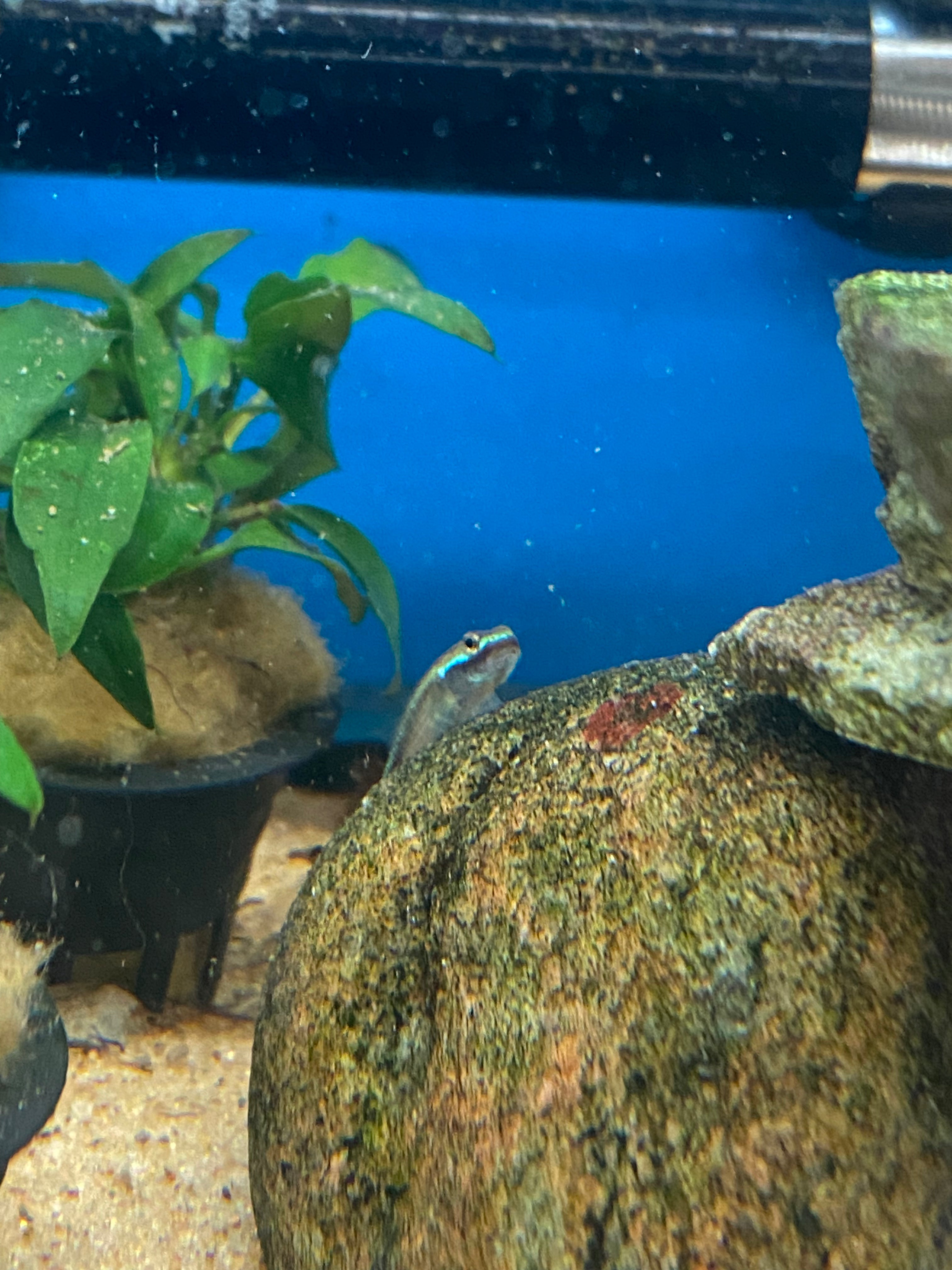 Gobie Stiphodon néon bleu