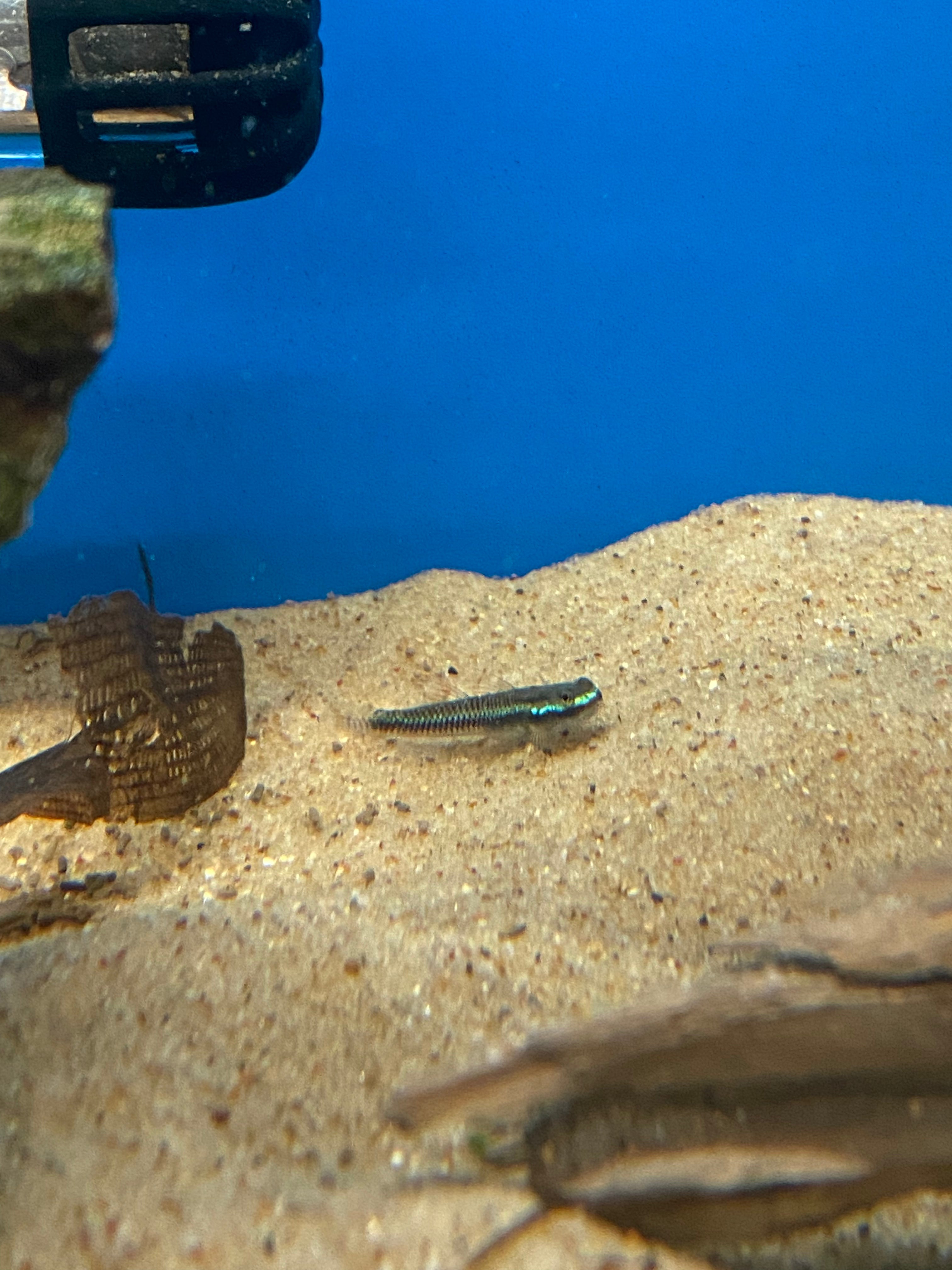 Gobie Stiphodon néon bleu