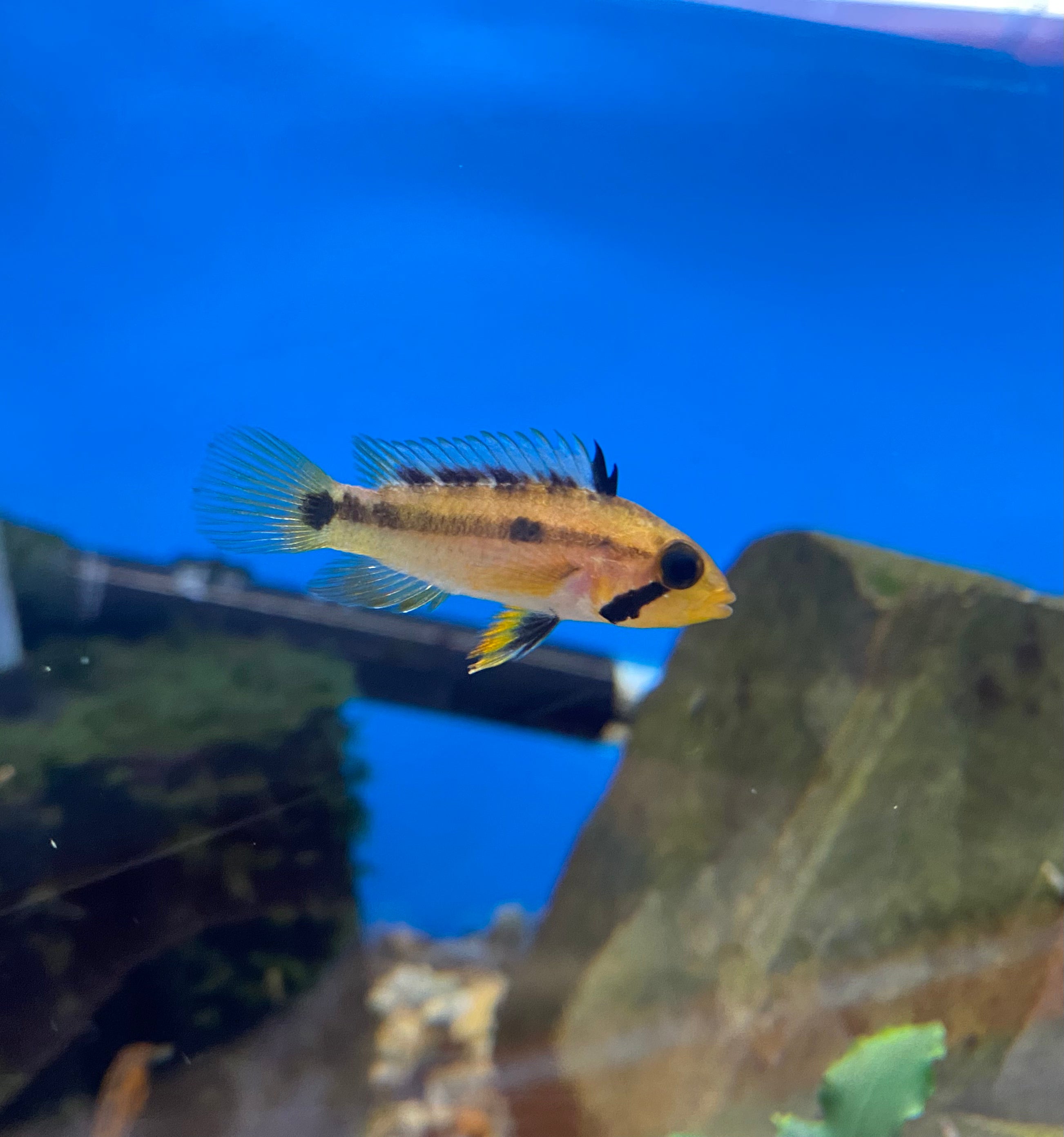 Apistogramma du coucher du soleil
