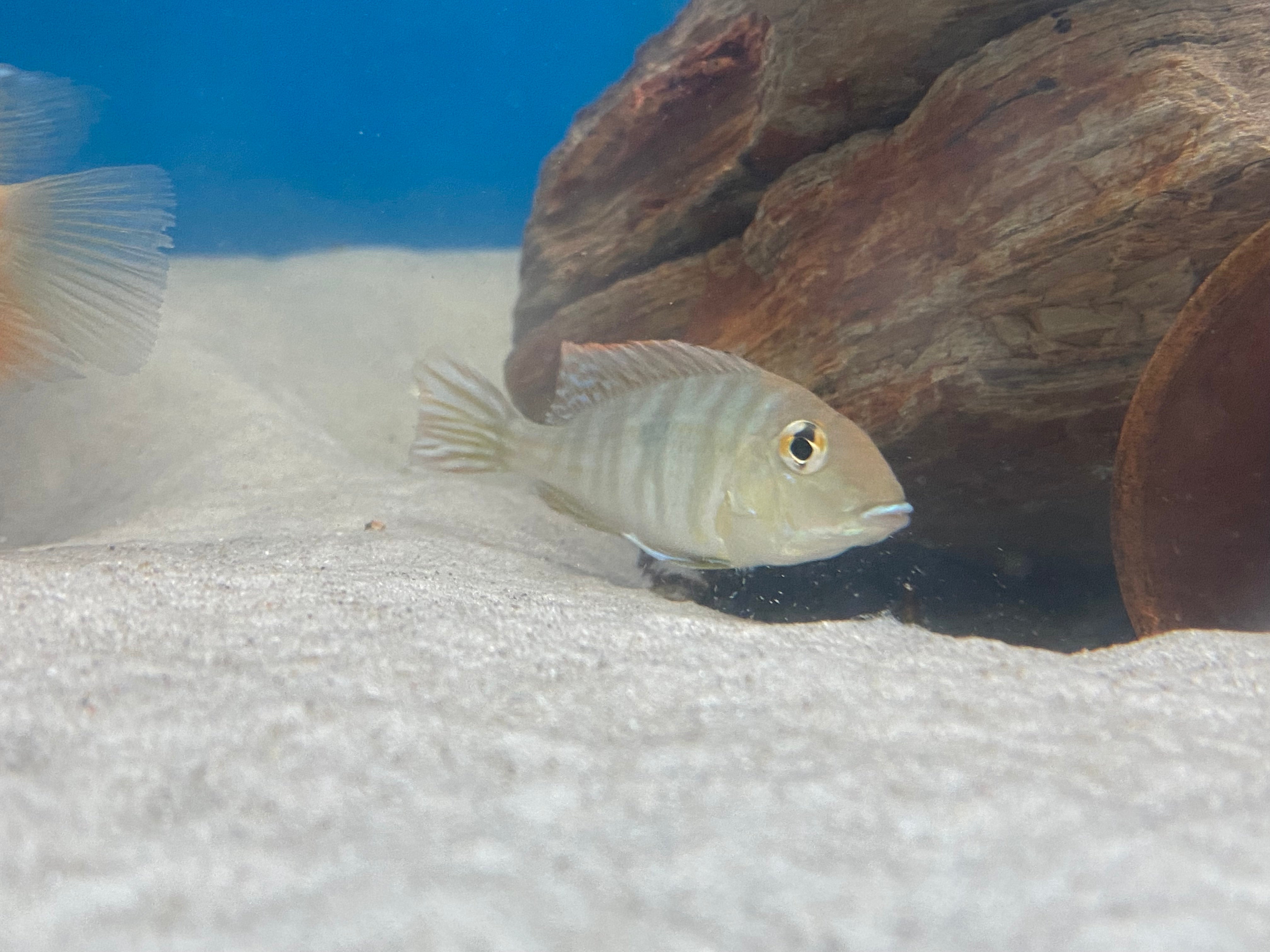 Tapajos à tête rouge mangeur de terre