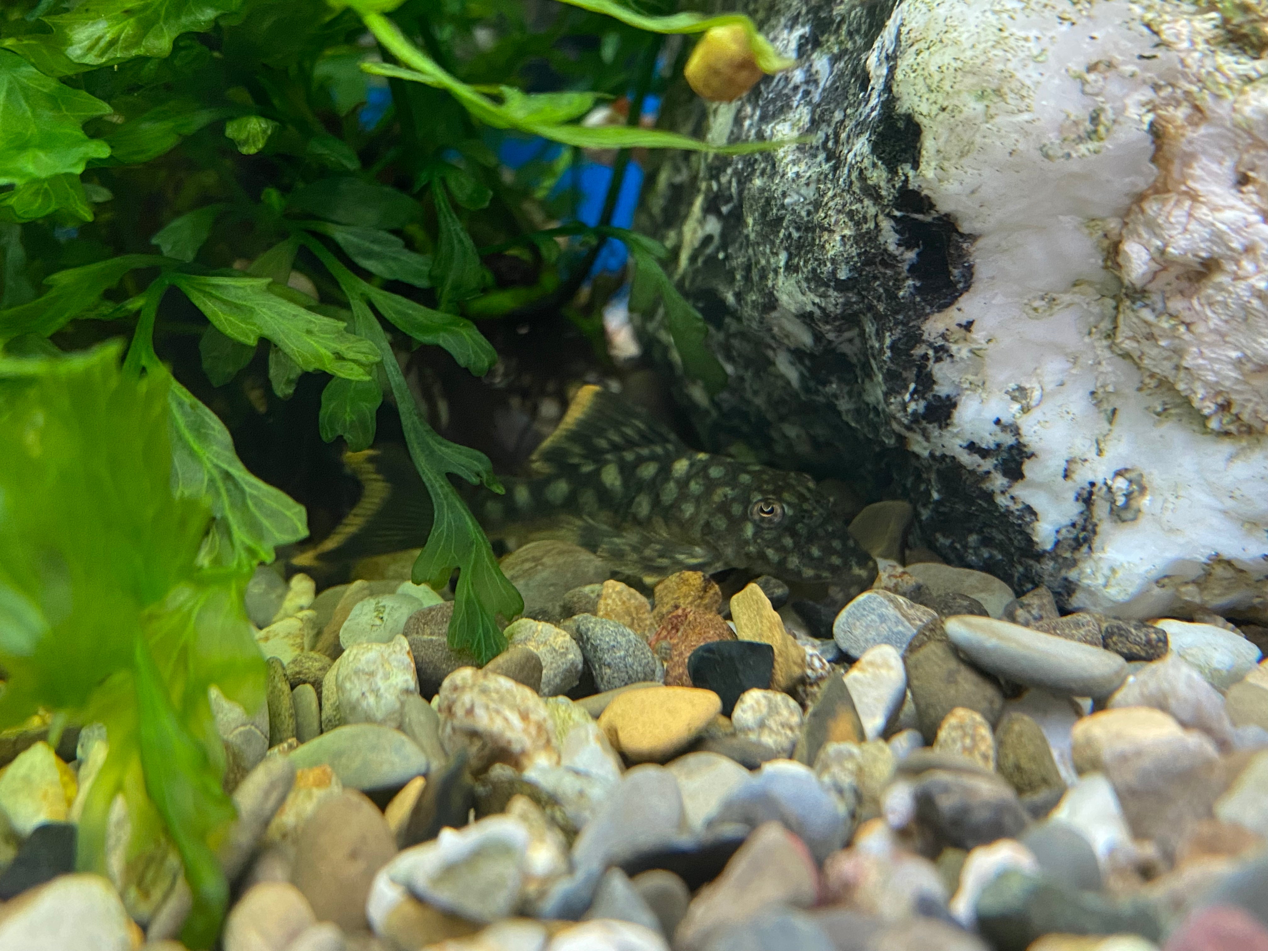 L106 Pleco tacheté orange