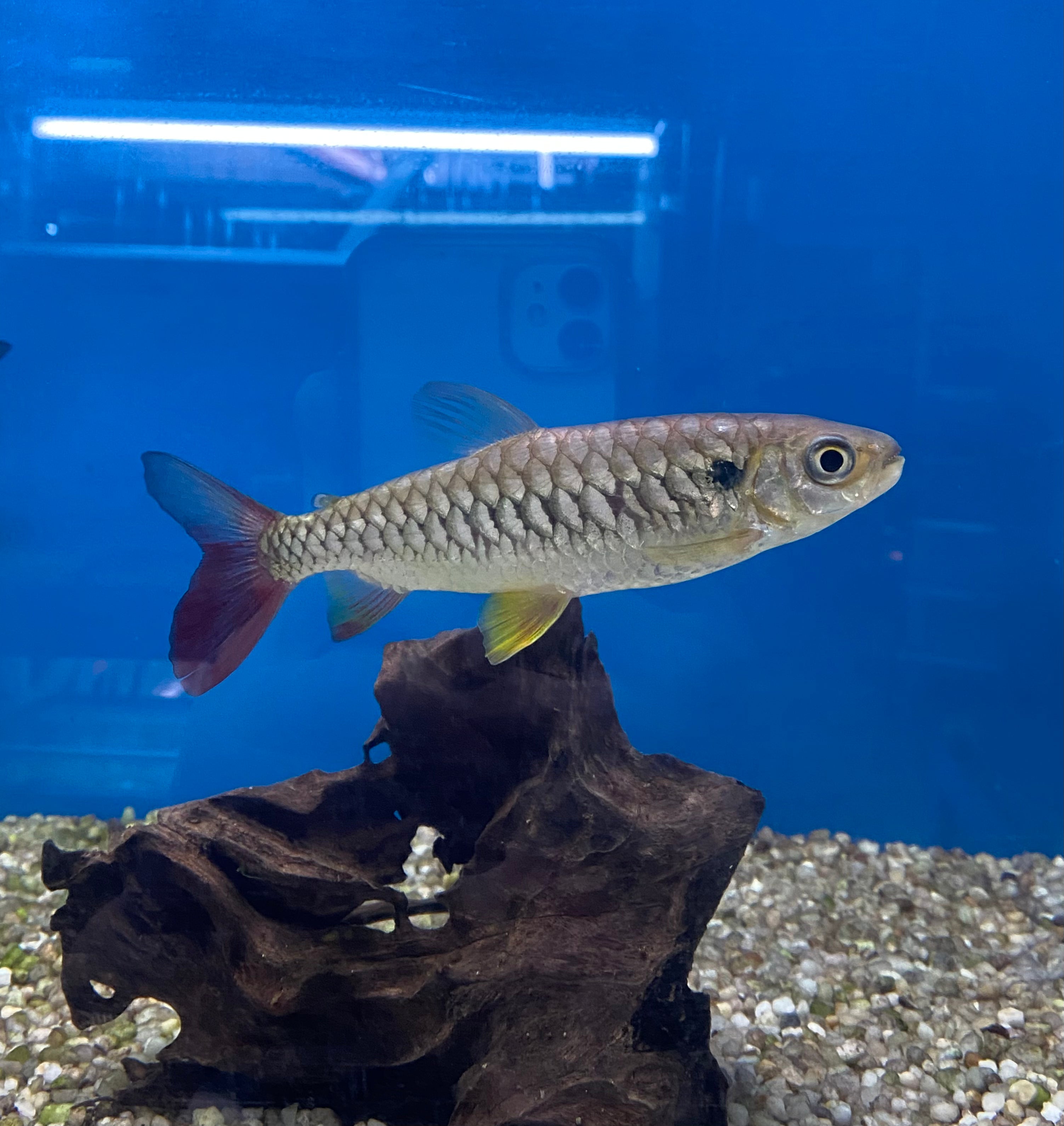 Chalceus à queue rose (Chalceus macrolepidotus)