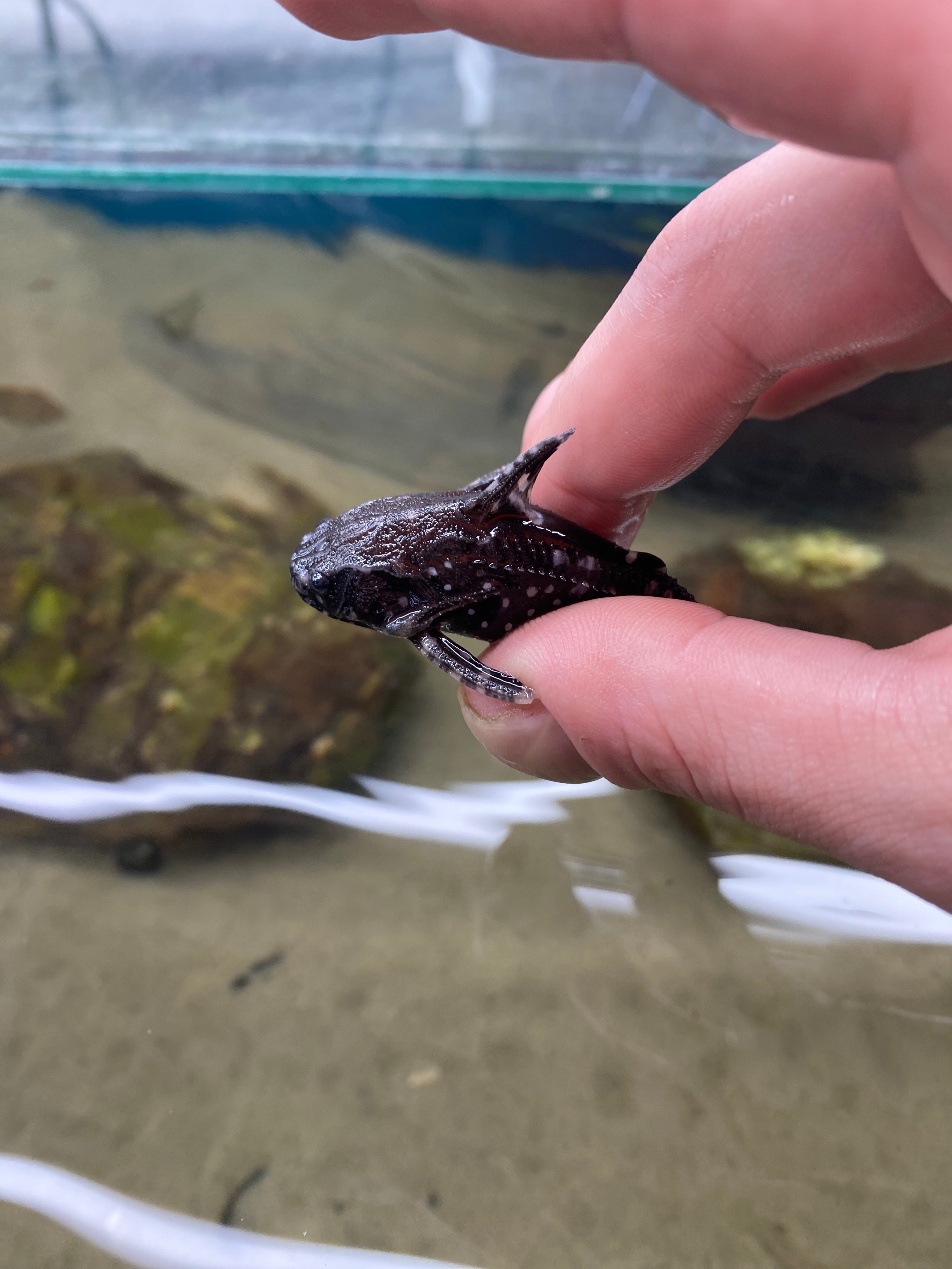 Spotted Raphael Catfish