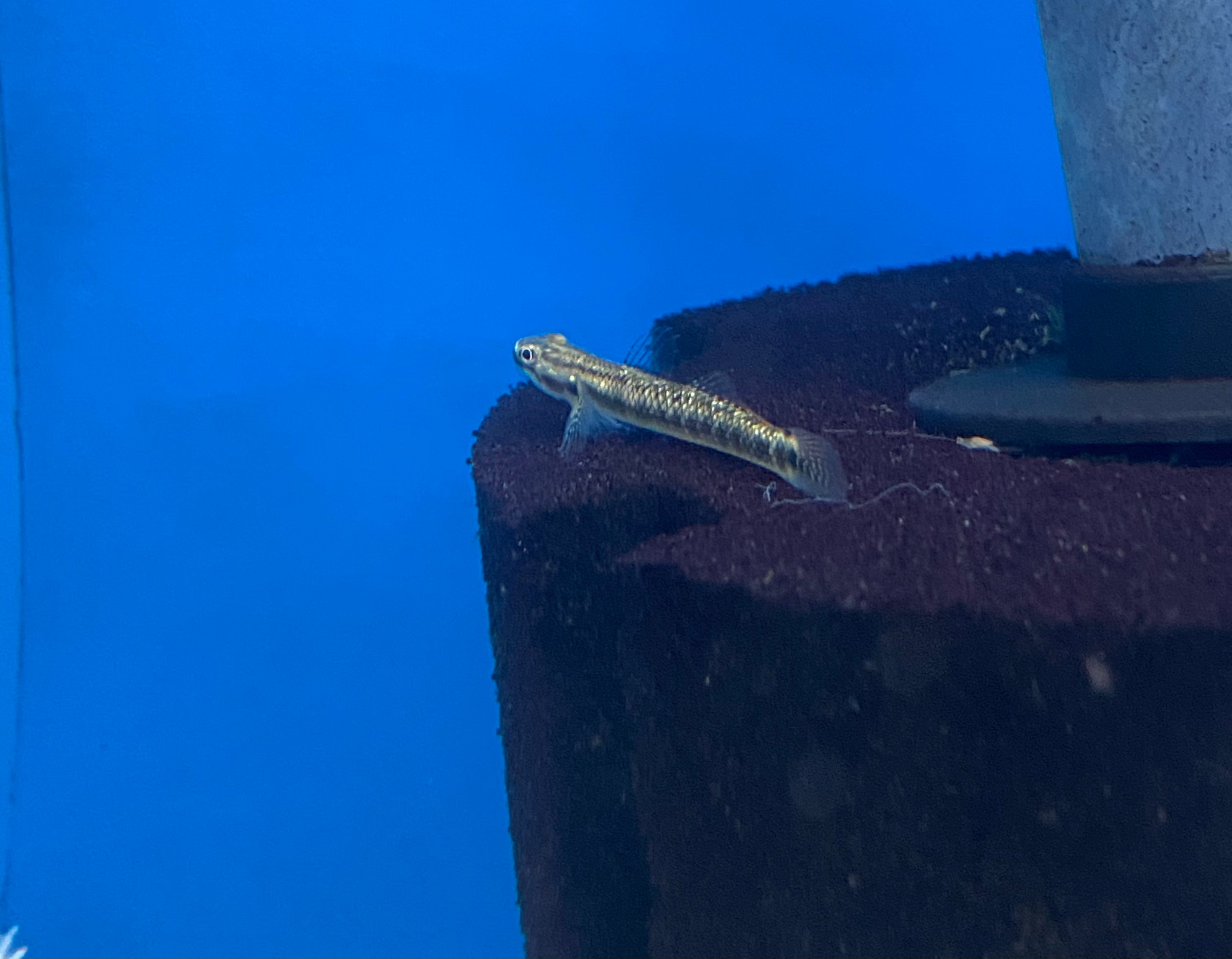 Gobie stiphodon arc-en-ciel