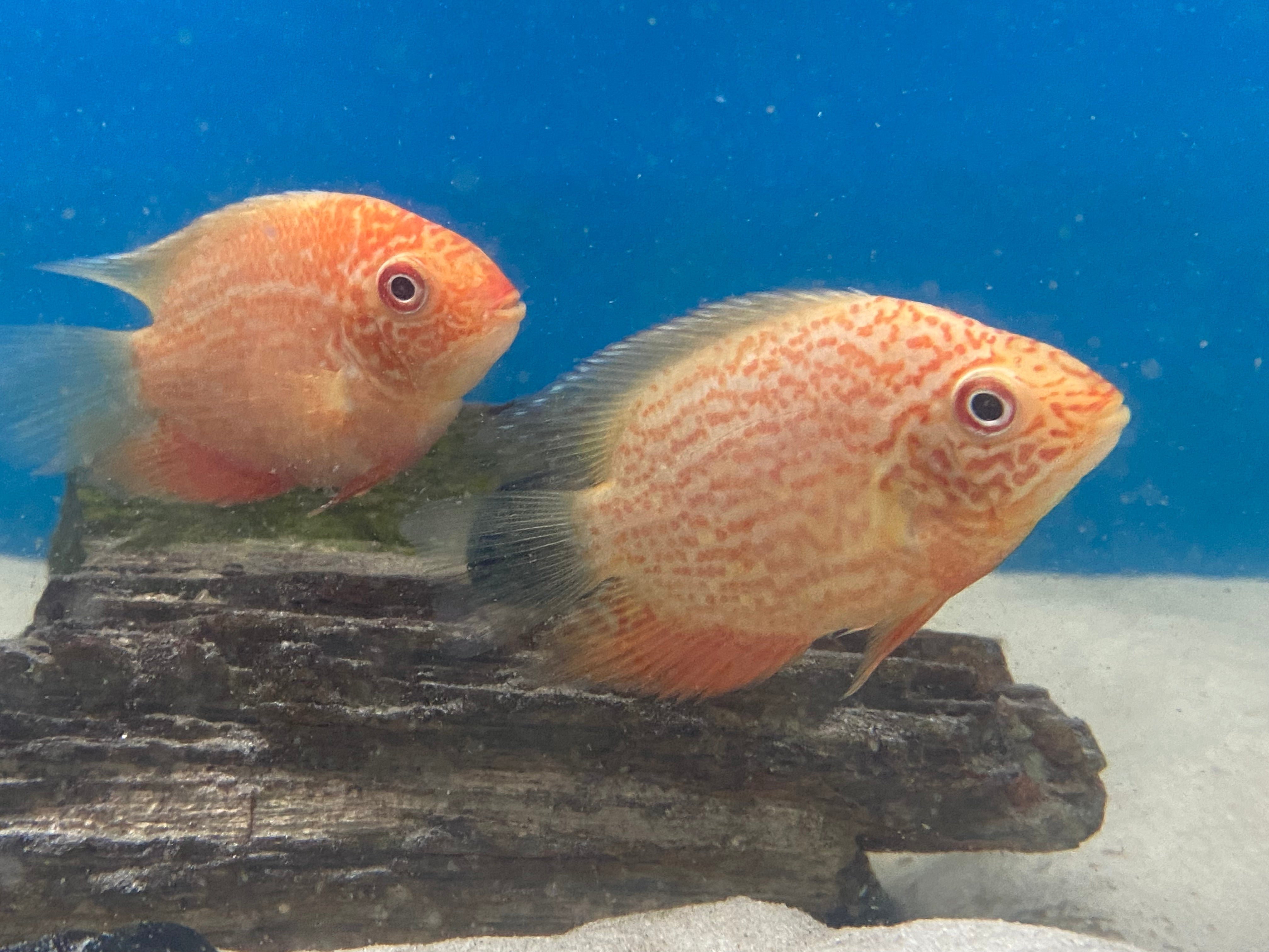 Red spotted severum hot sale care