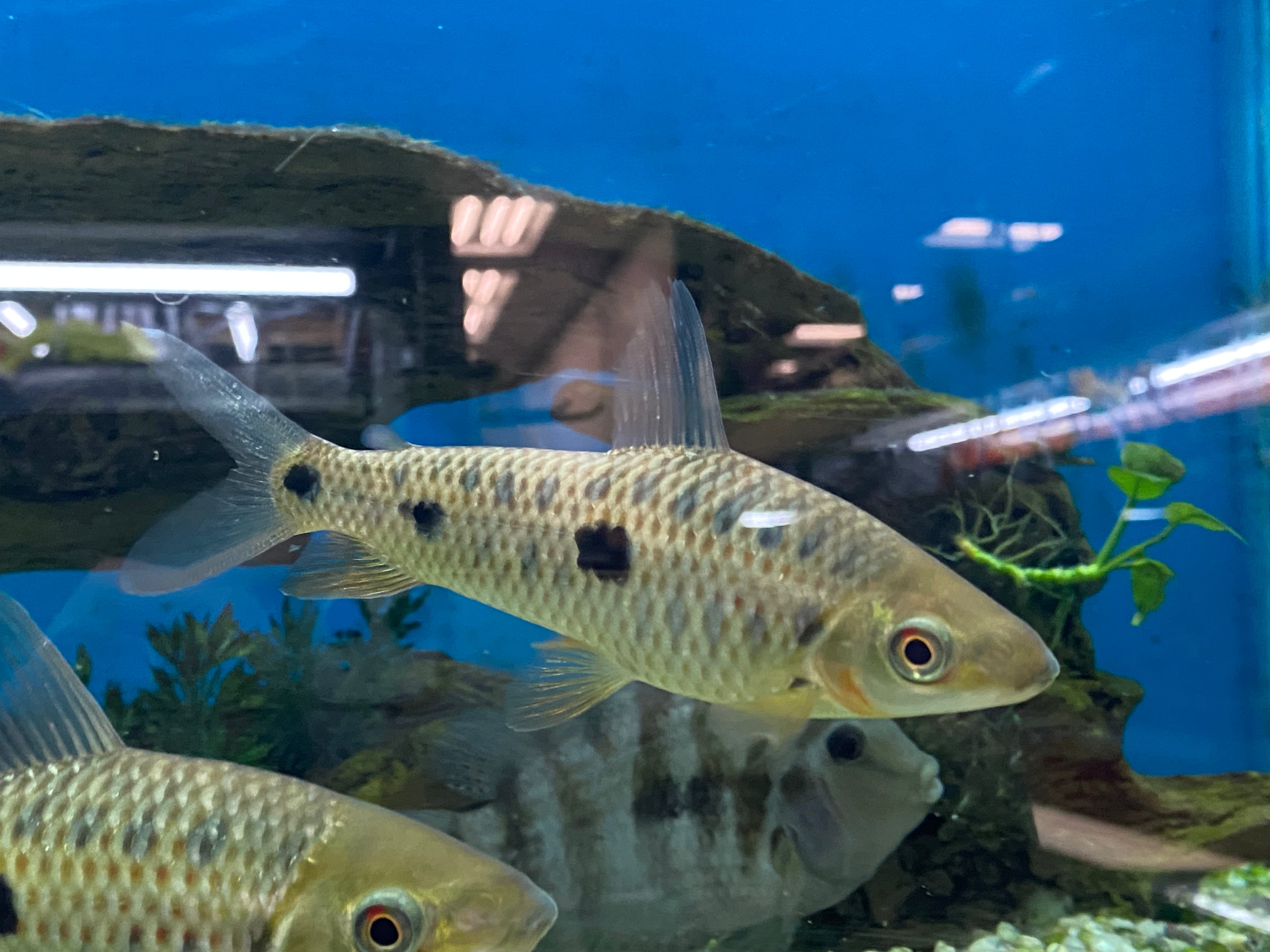 Leporinus point-tiret