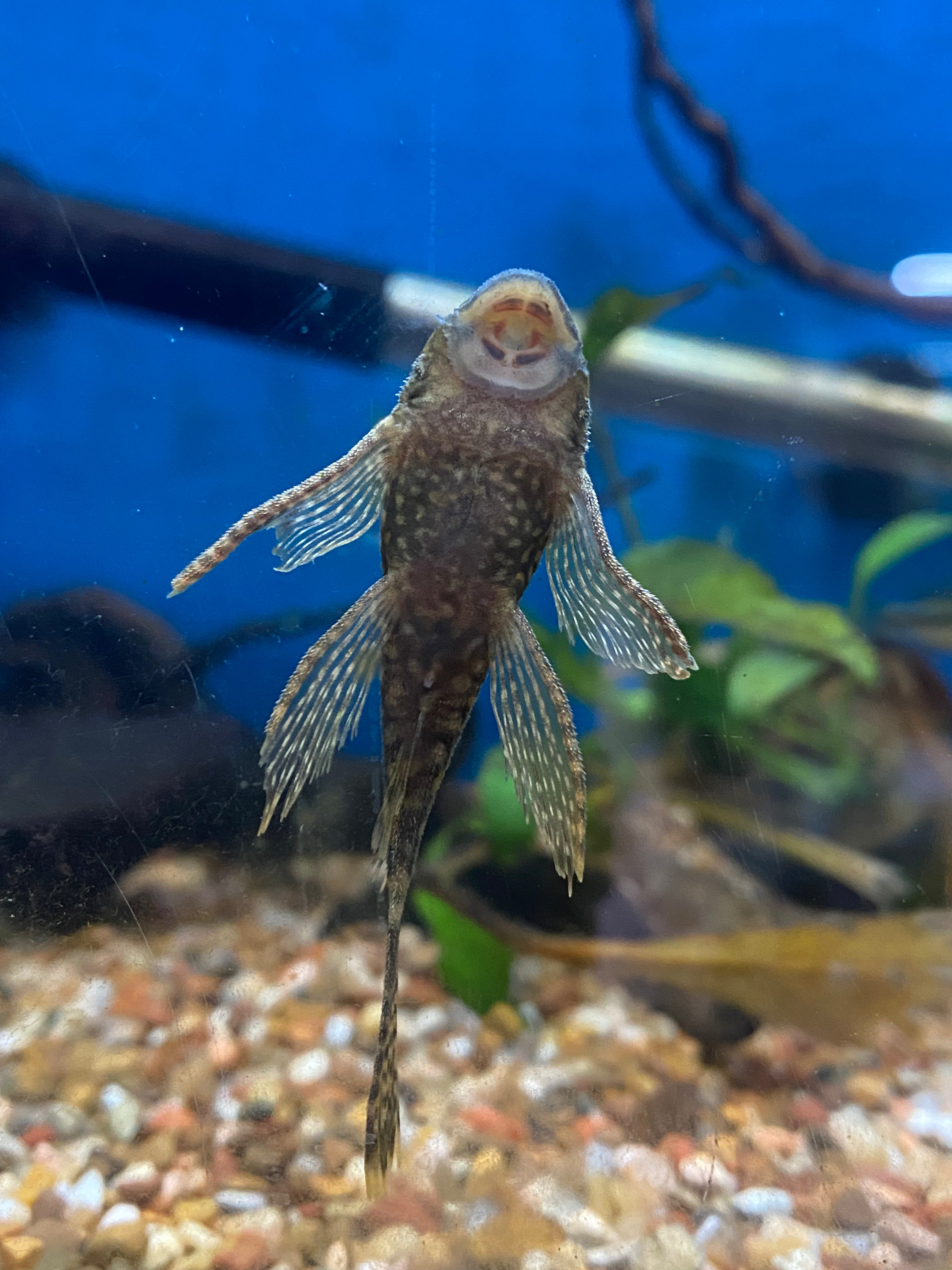 Pléco à longues nageoires et nez buissonnant