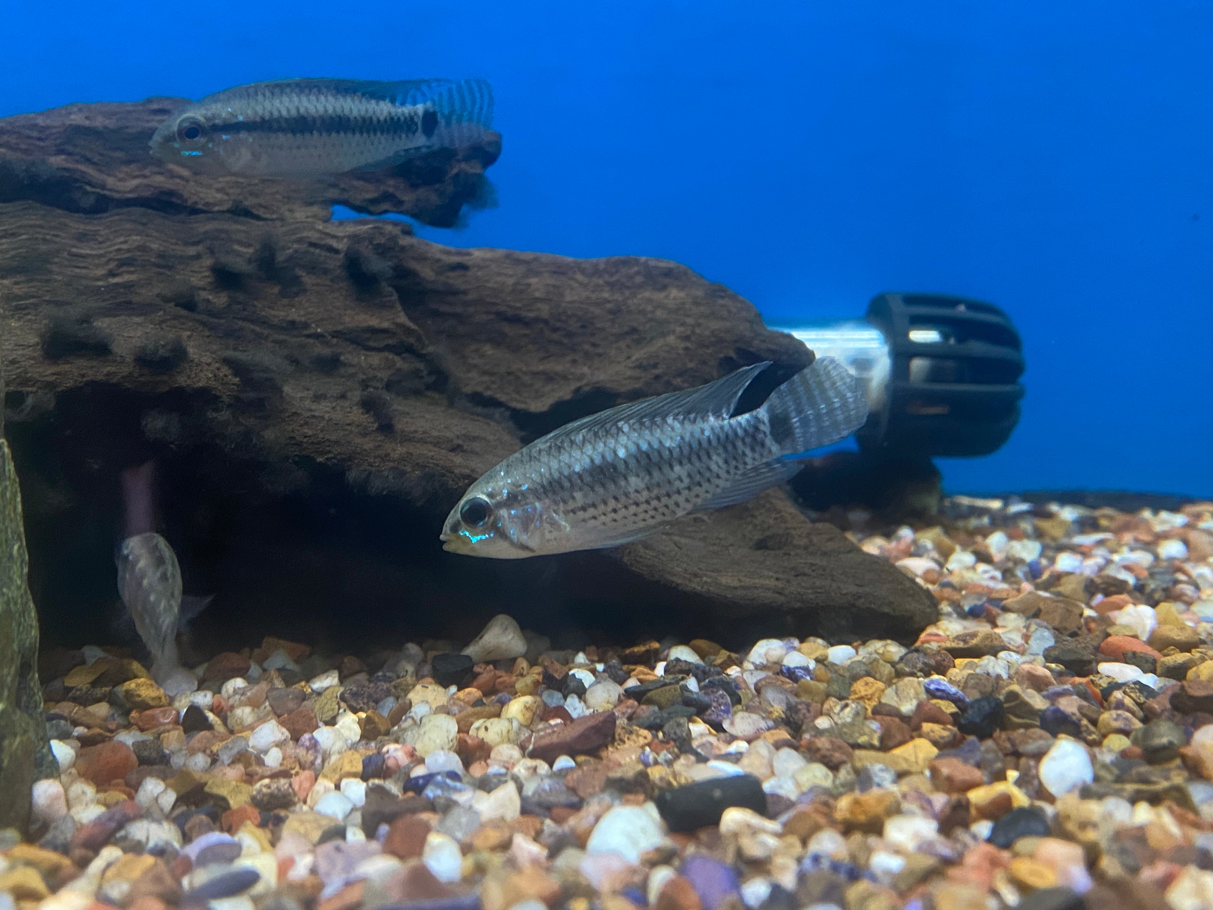 Apistogramma cf. velifera