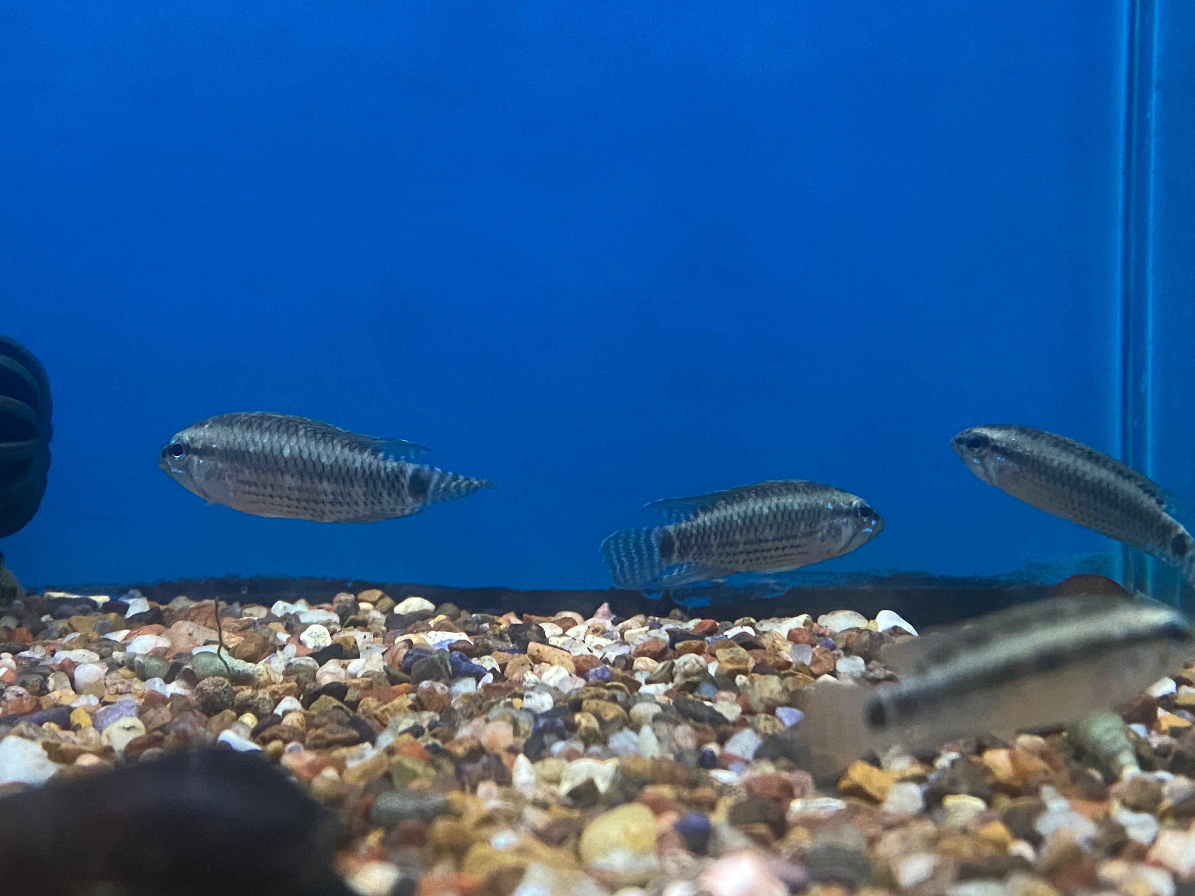 Apistogramma cf. velifera