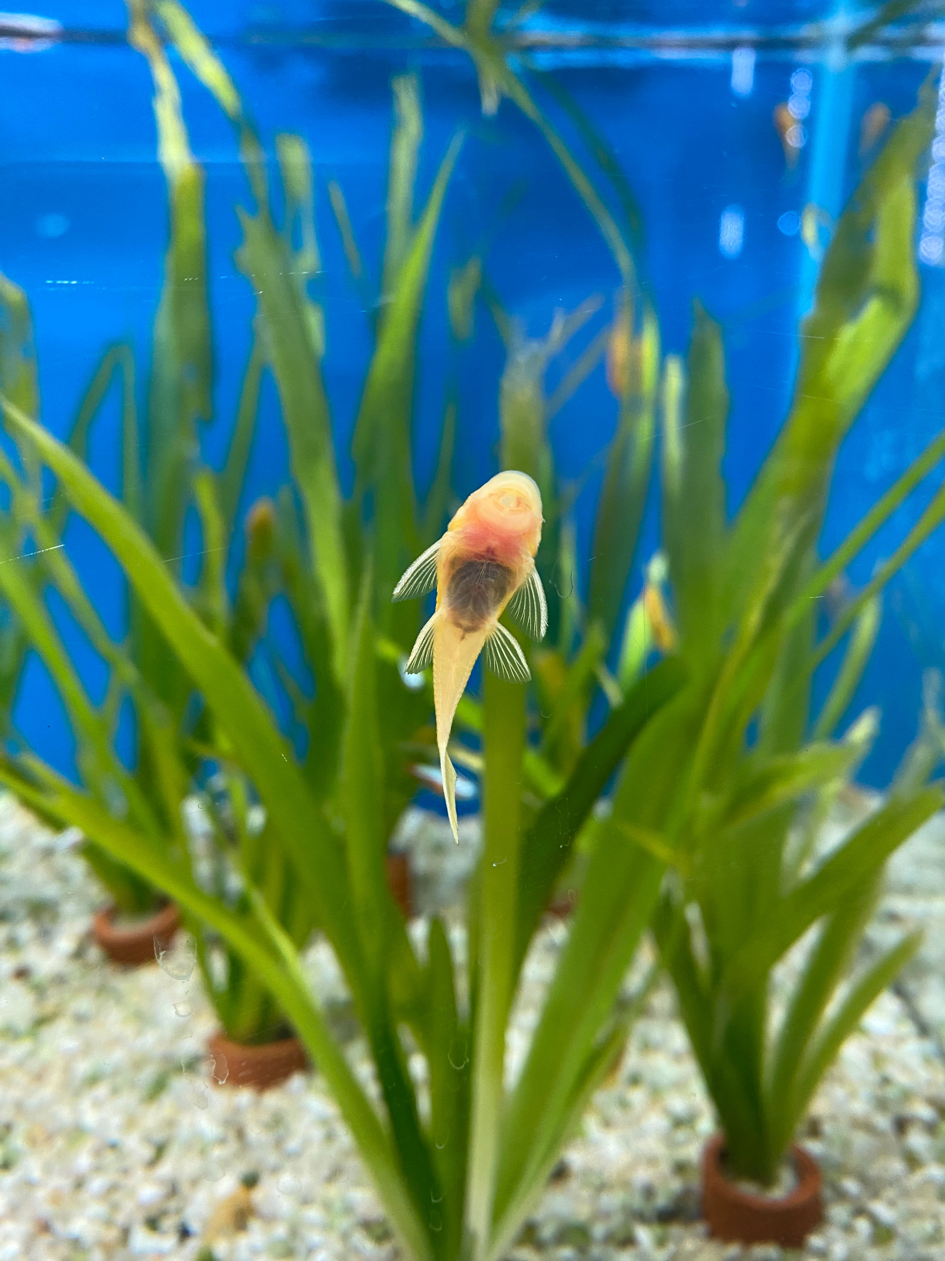 Blue-Eyed Lemon Bushynose Pleco