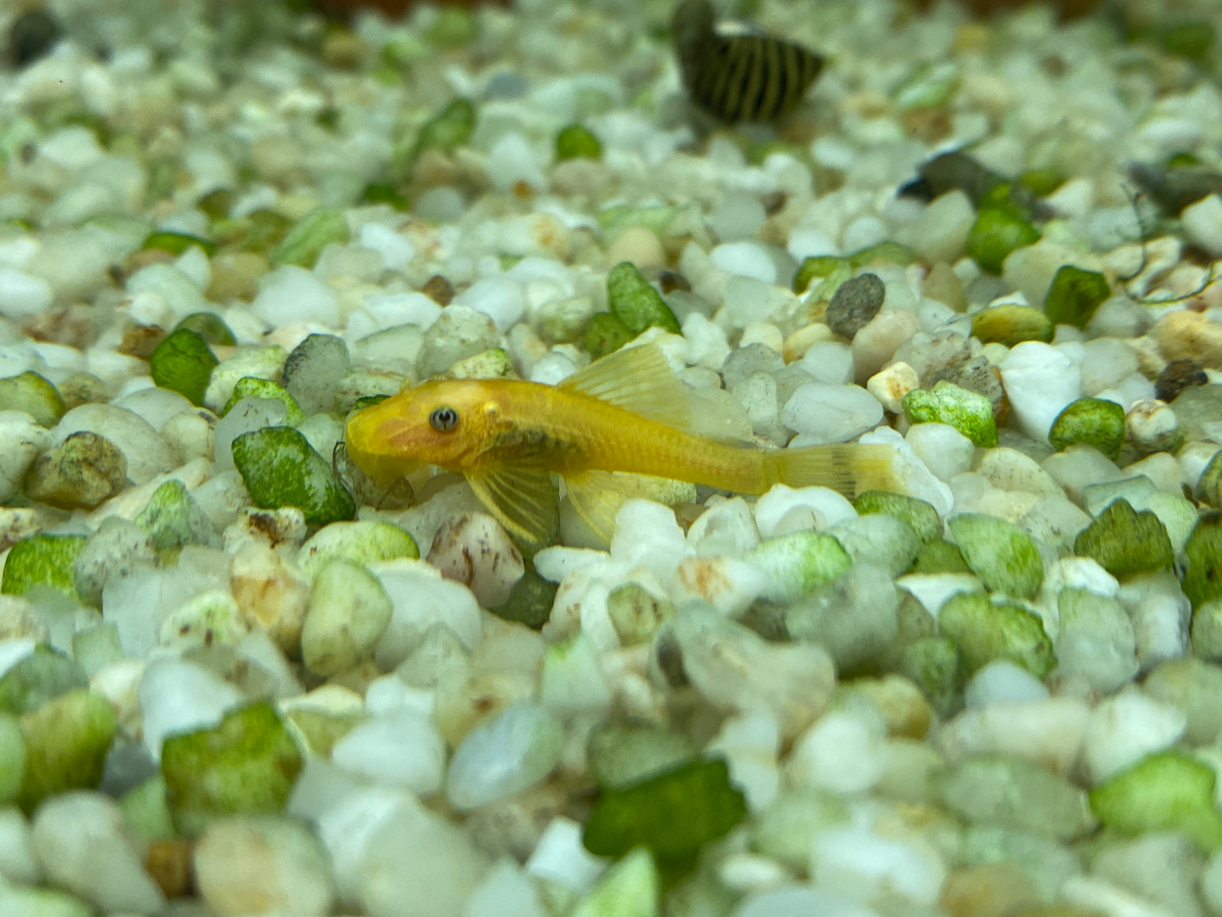 Blue-Eyed Lemon Bushynose Pleco