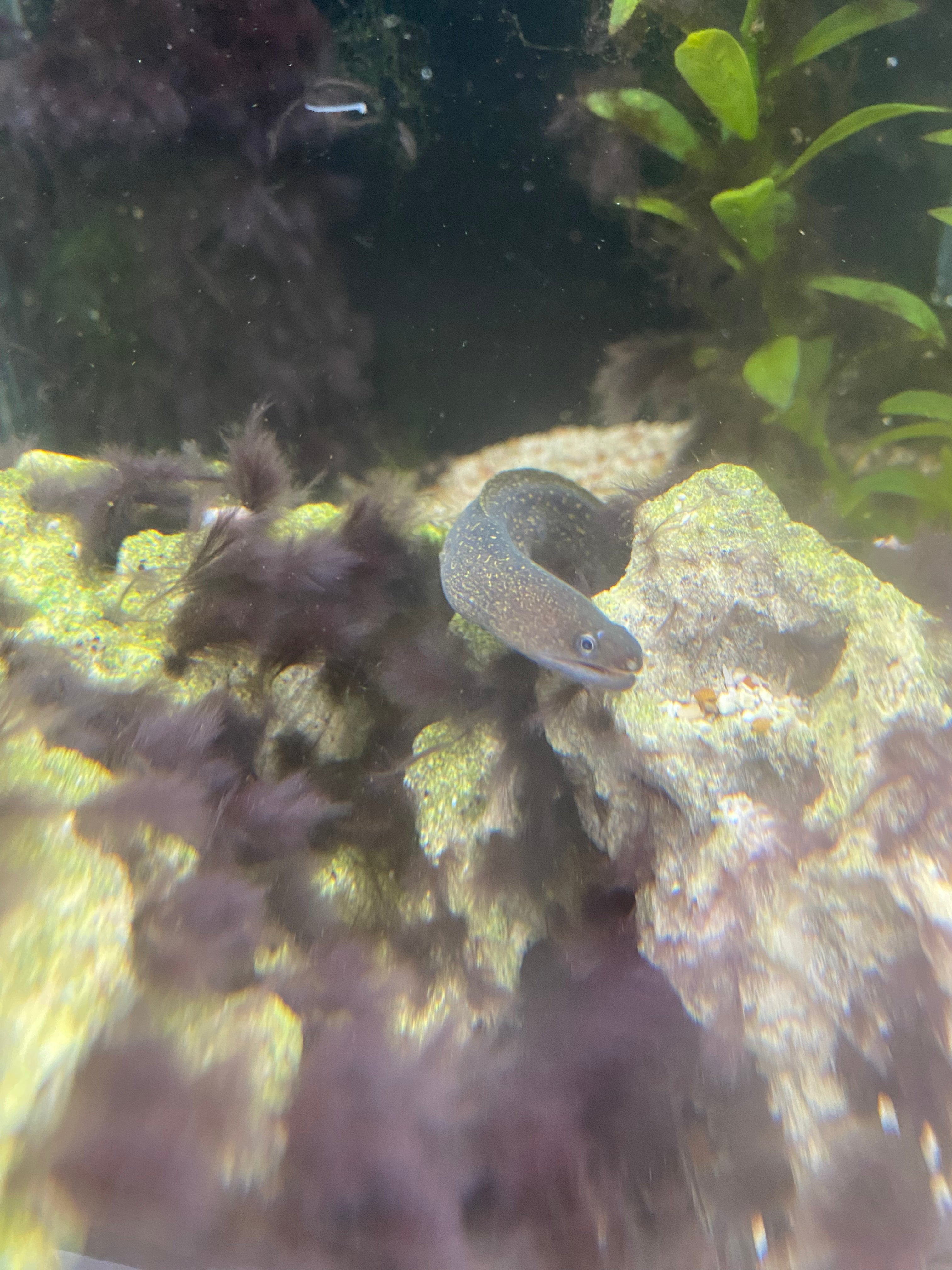 Murène à points dorés (aucune garantie d'arrivée vivante)