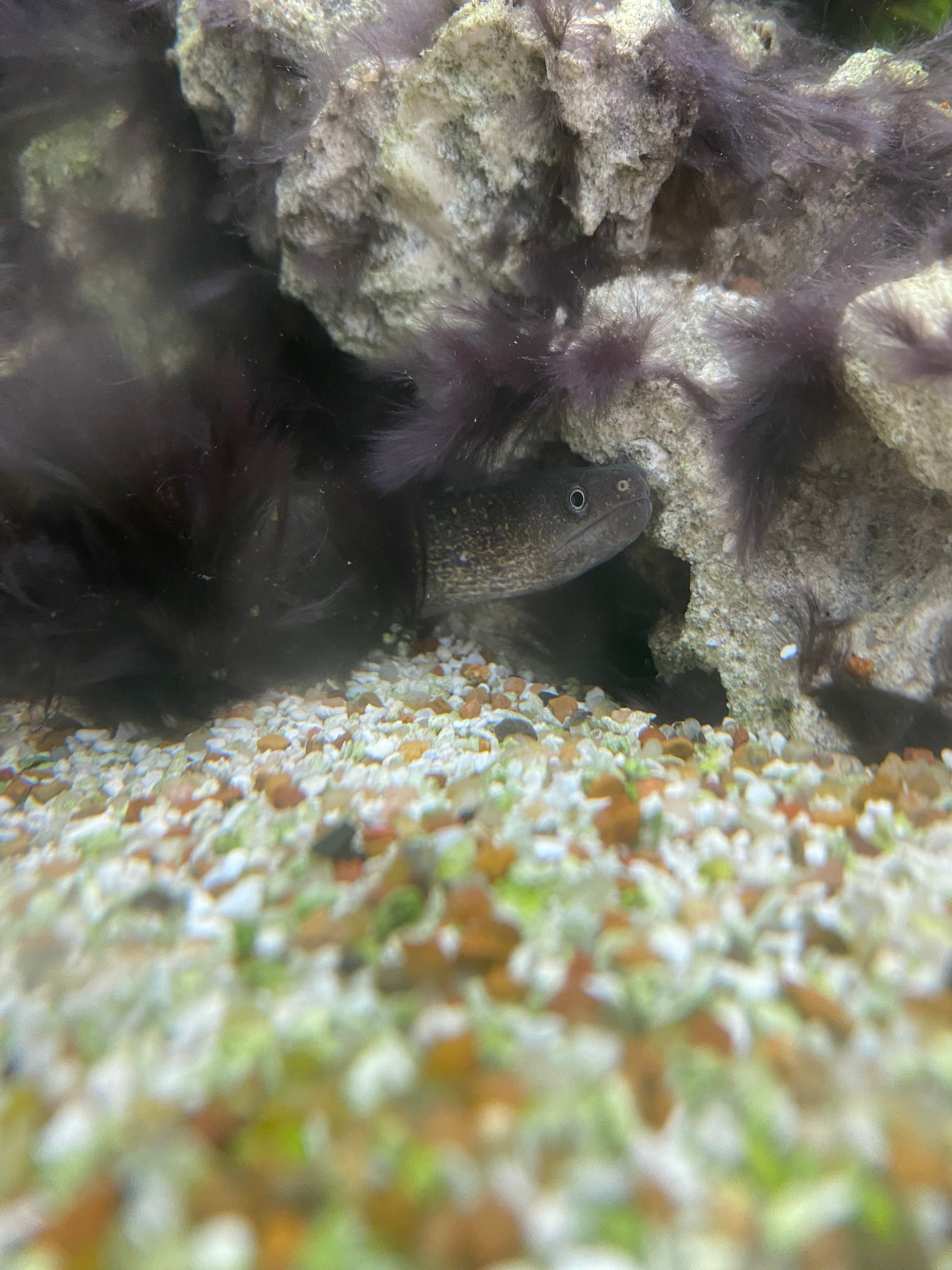 Murène à points dorés (aucune garantie d'arrivée vivante)