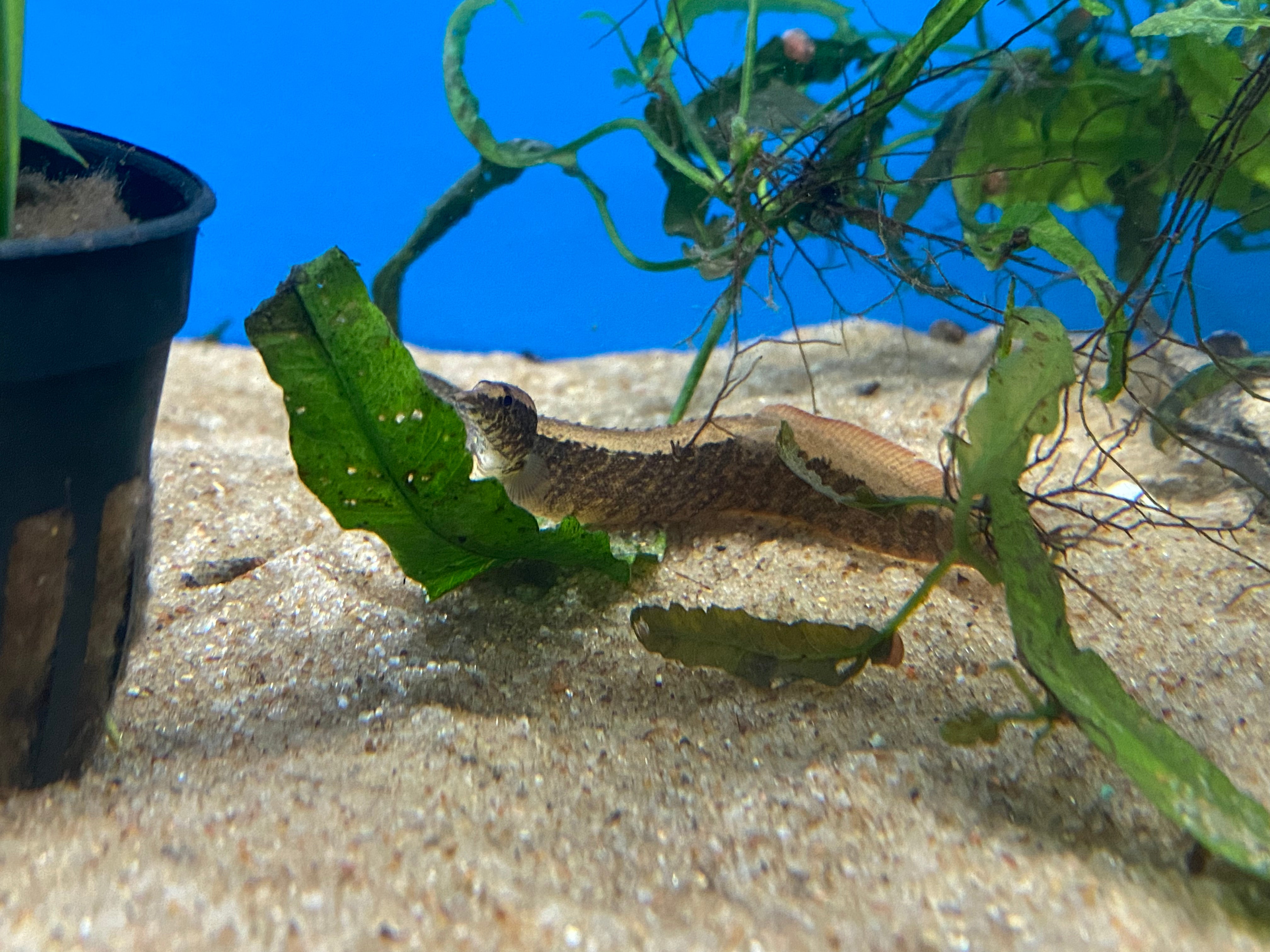 Peacock clearance eel care