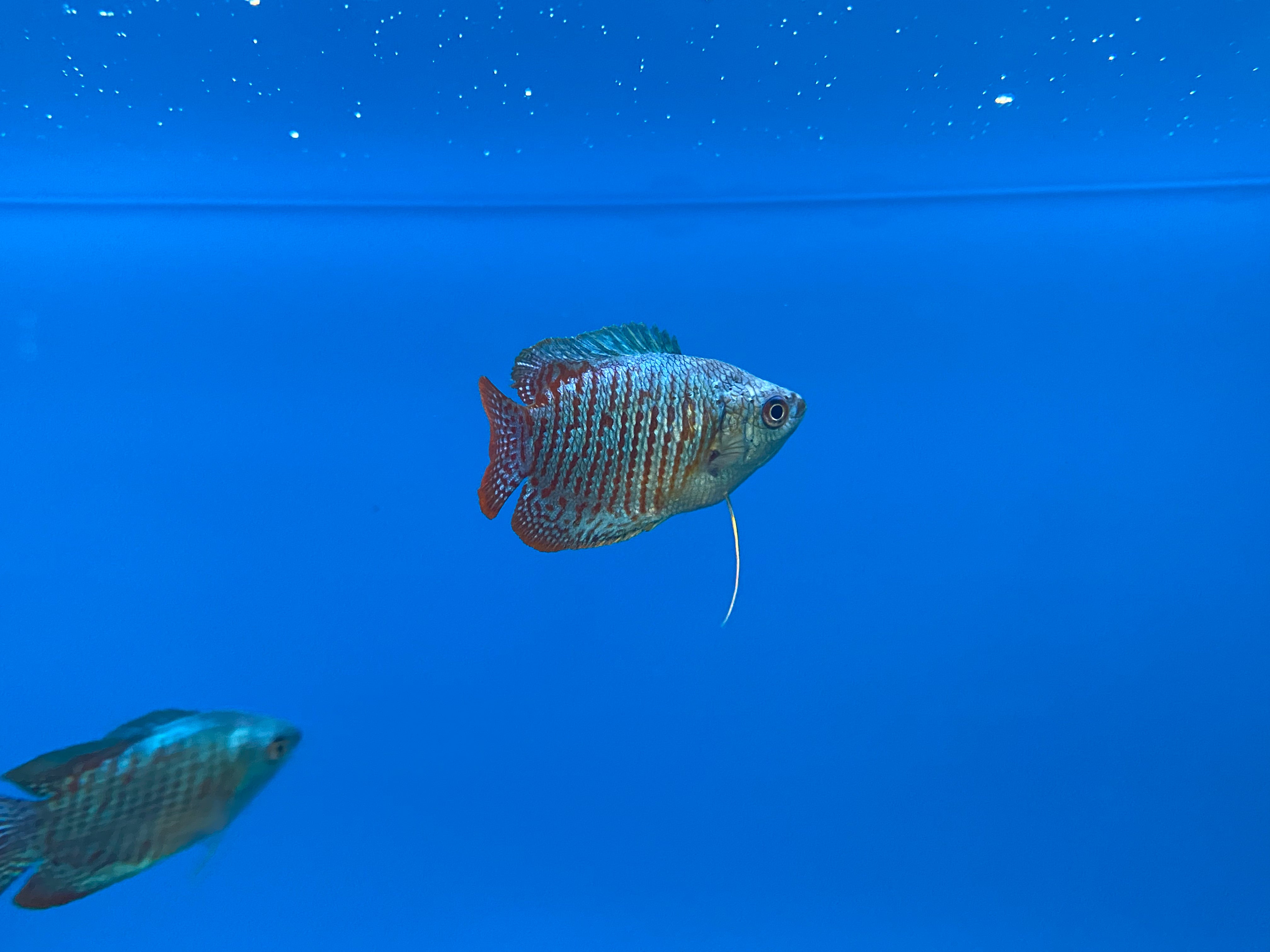 Gourami nain de feu et de glace