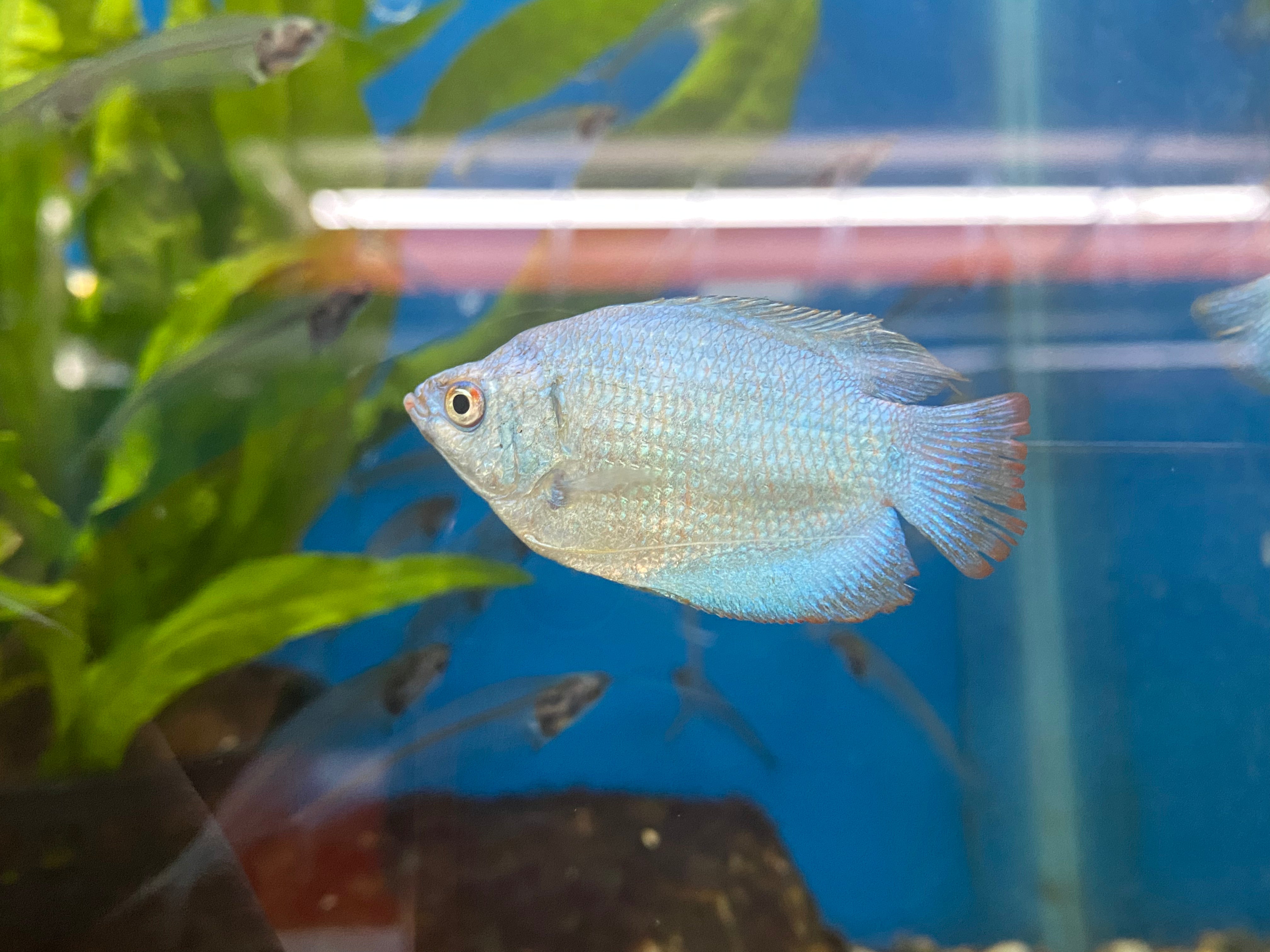 Neon blue dwarf gourami care hot sale