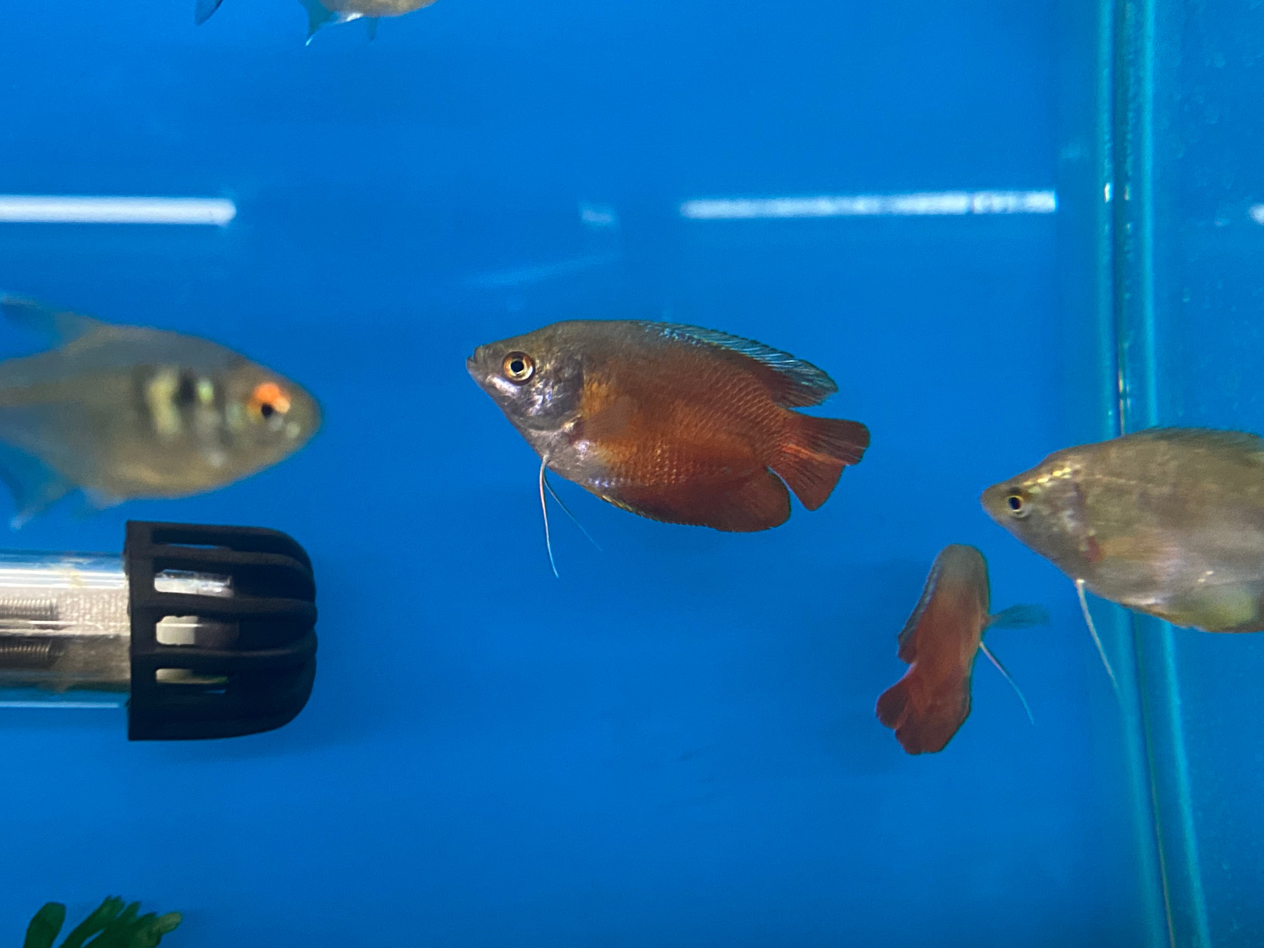 Gourami nain rouge