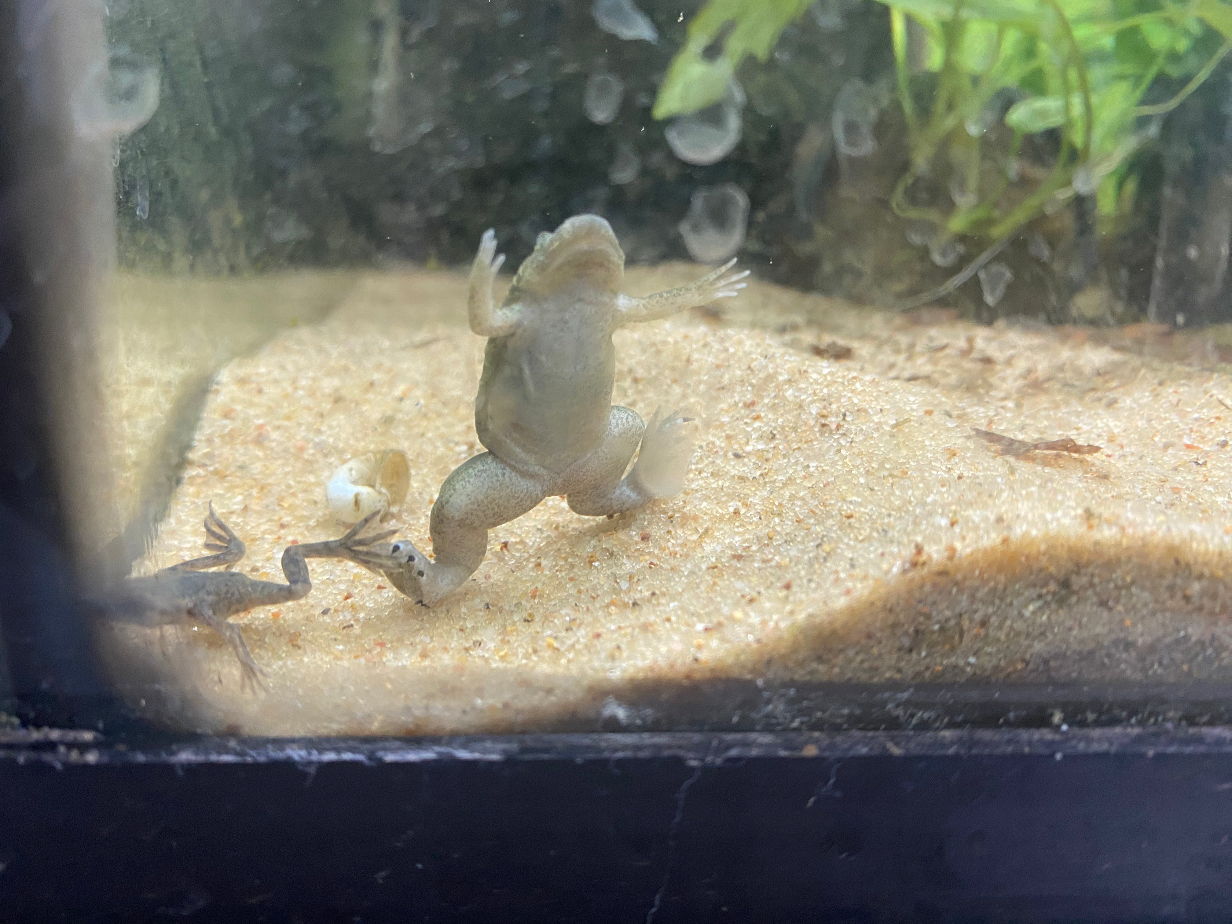 Tropical/Western Clawed Frog (RARE!) CBB