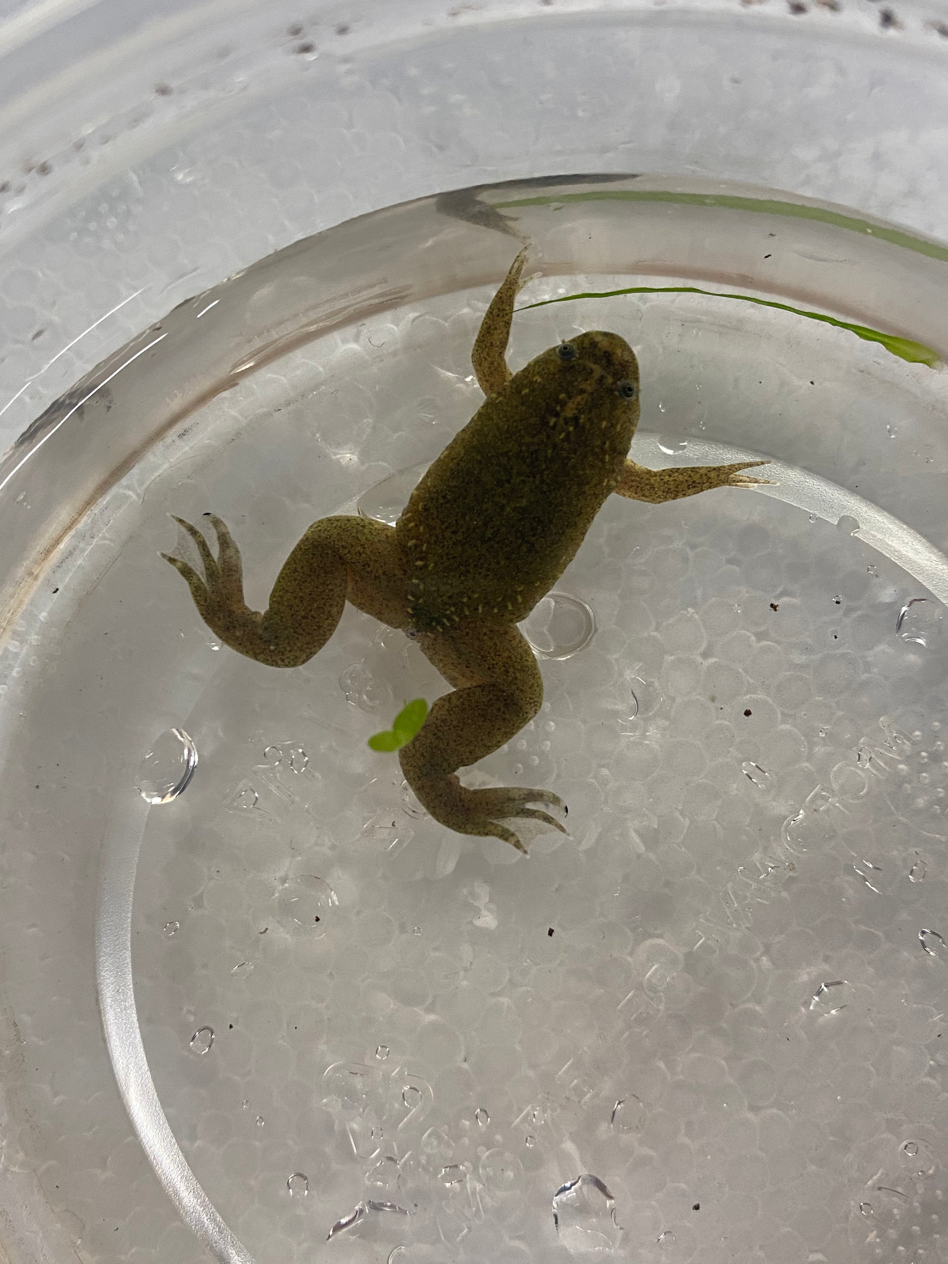 Grenouille griffue tropicale/occidentale (RARE !)
