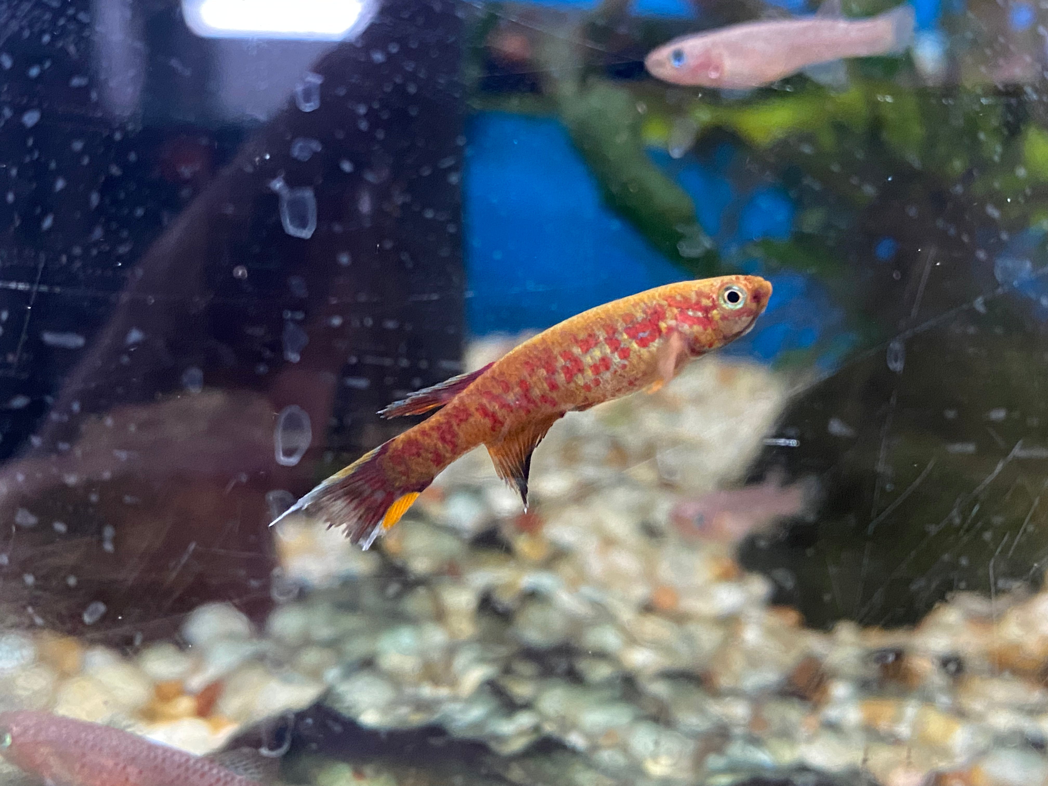 Aphyosemion australe