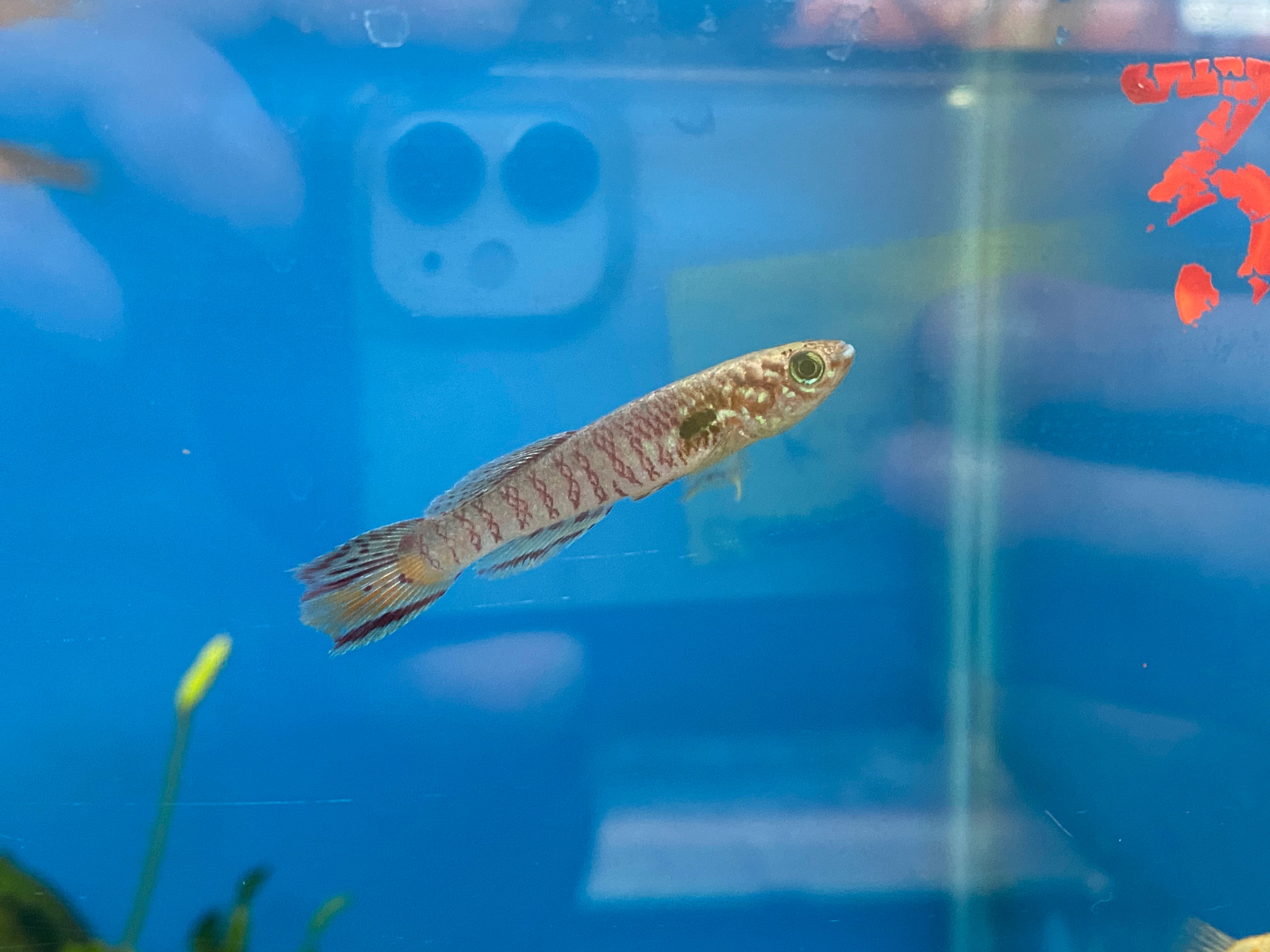 Blue gularis top killifish care