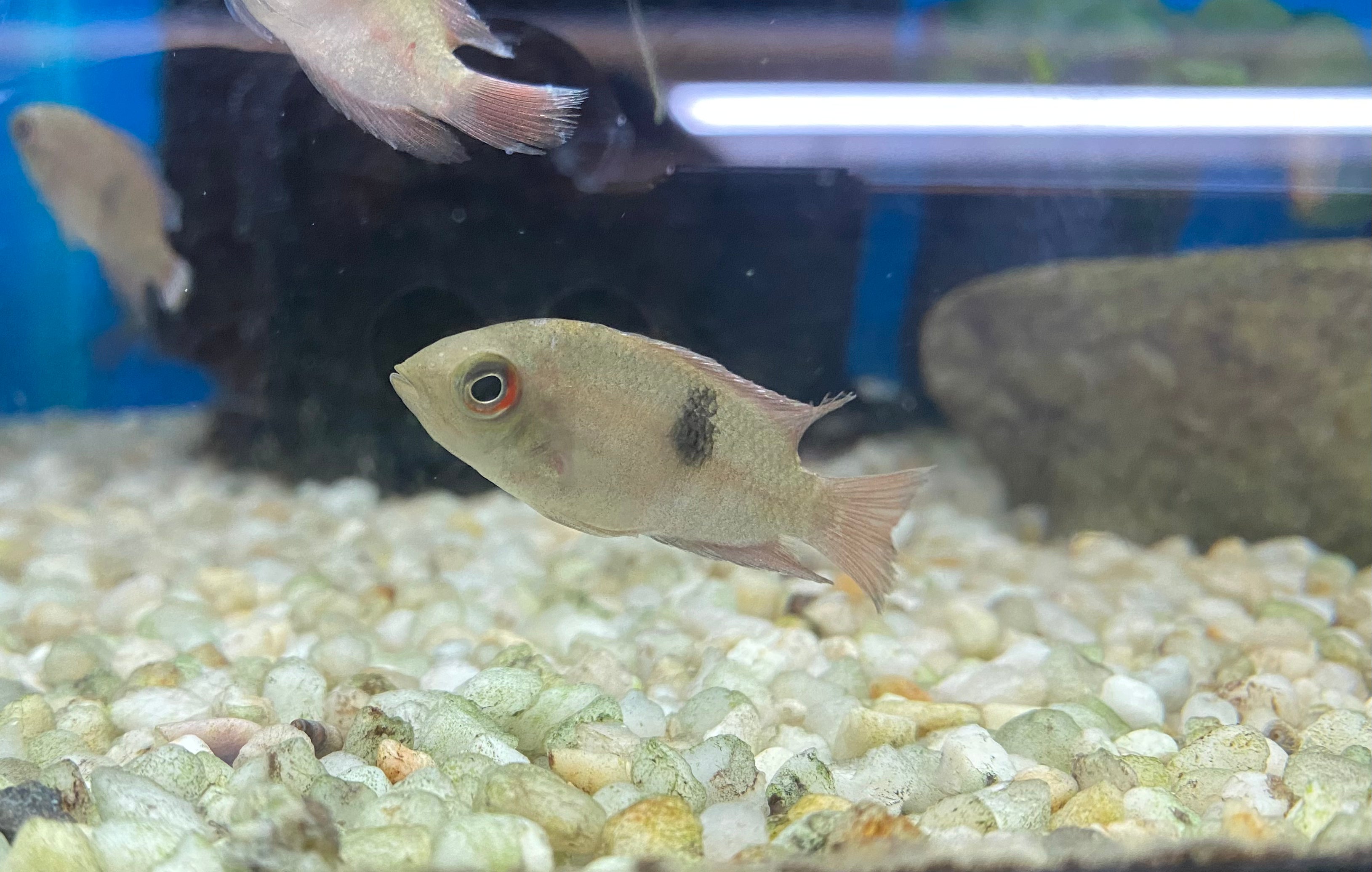 Chocolate Cichlid