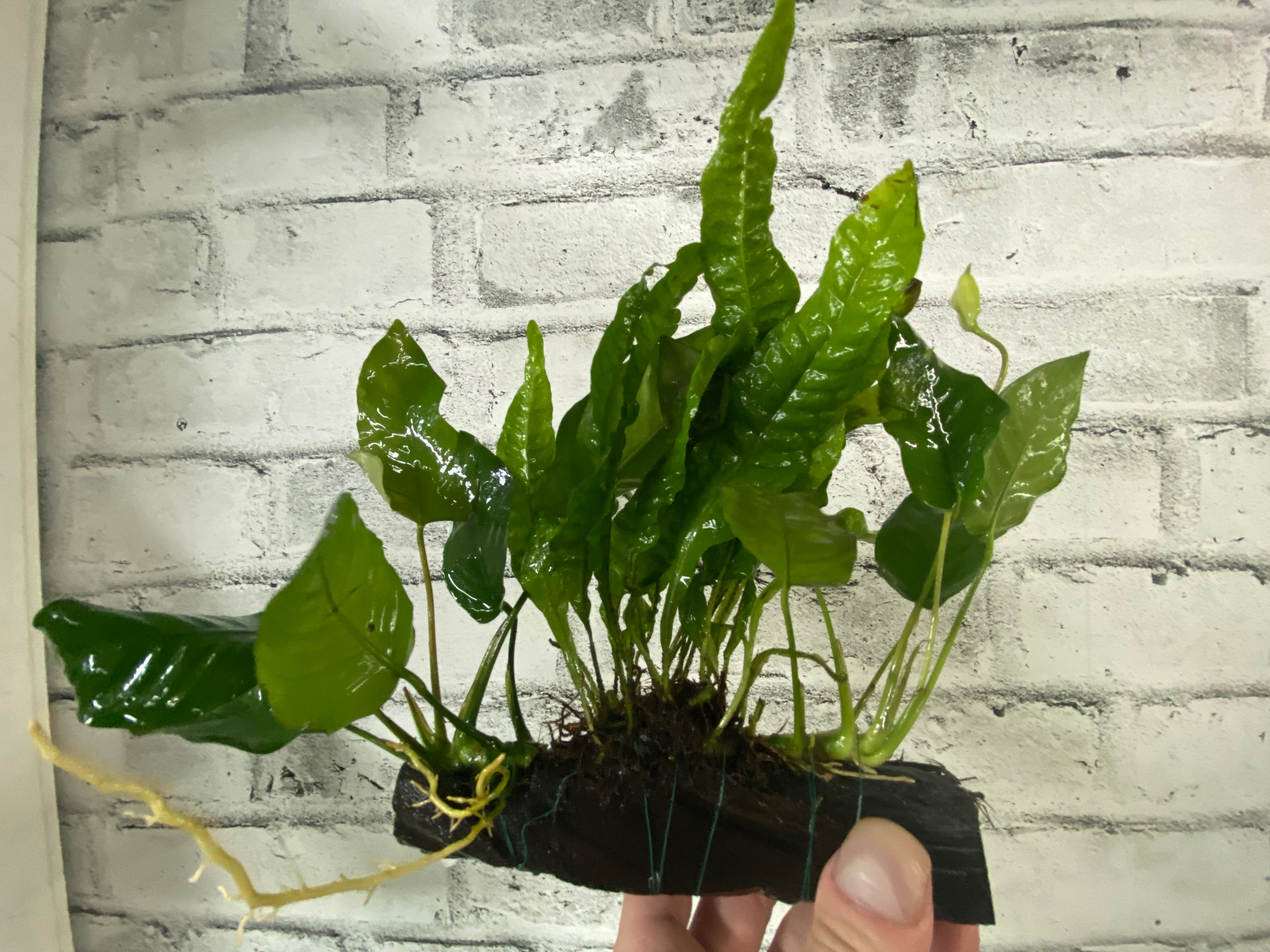 Anubias et Microsorum sur bois flotté