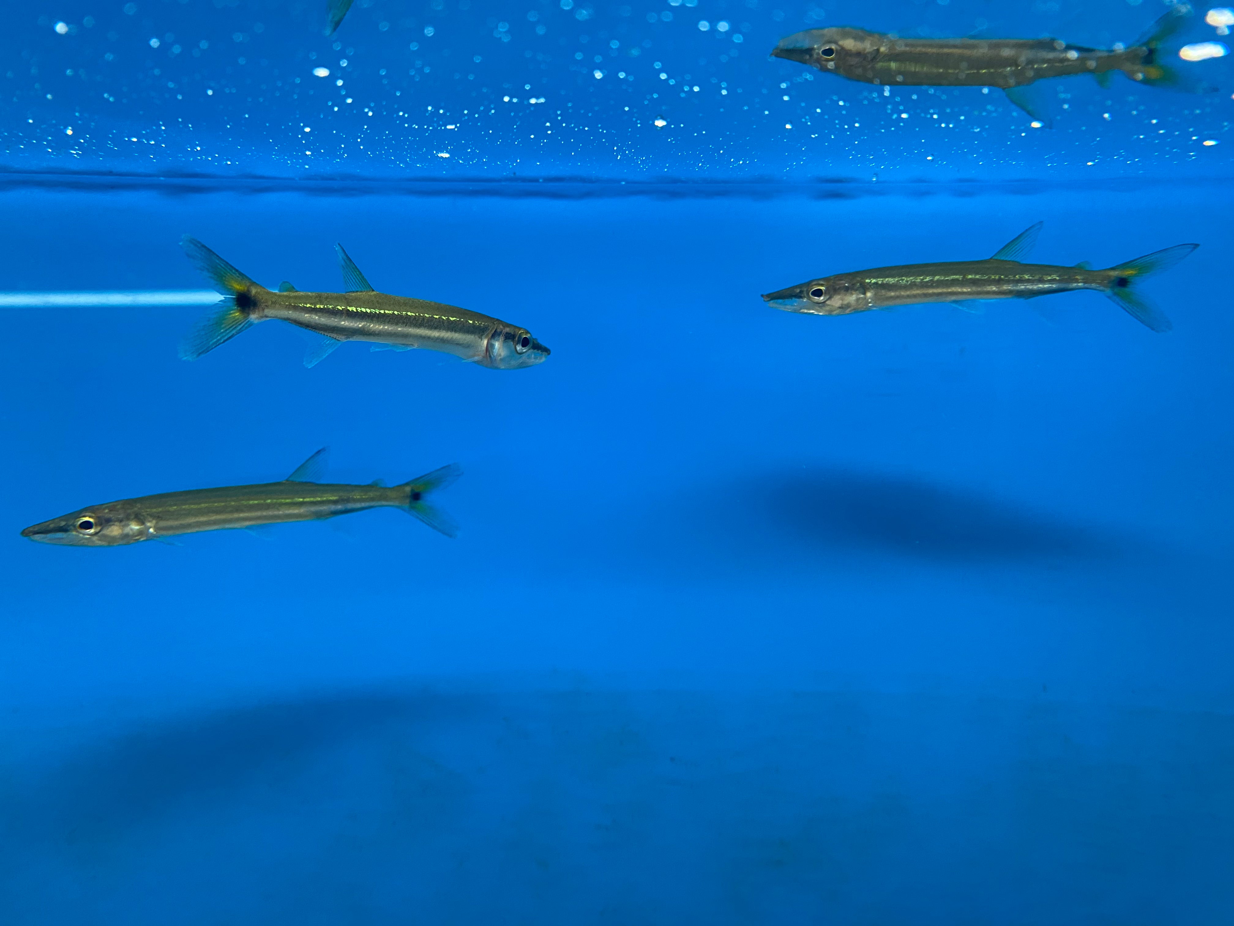 Sériole d'eau douce « Barracuda »