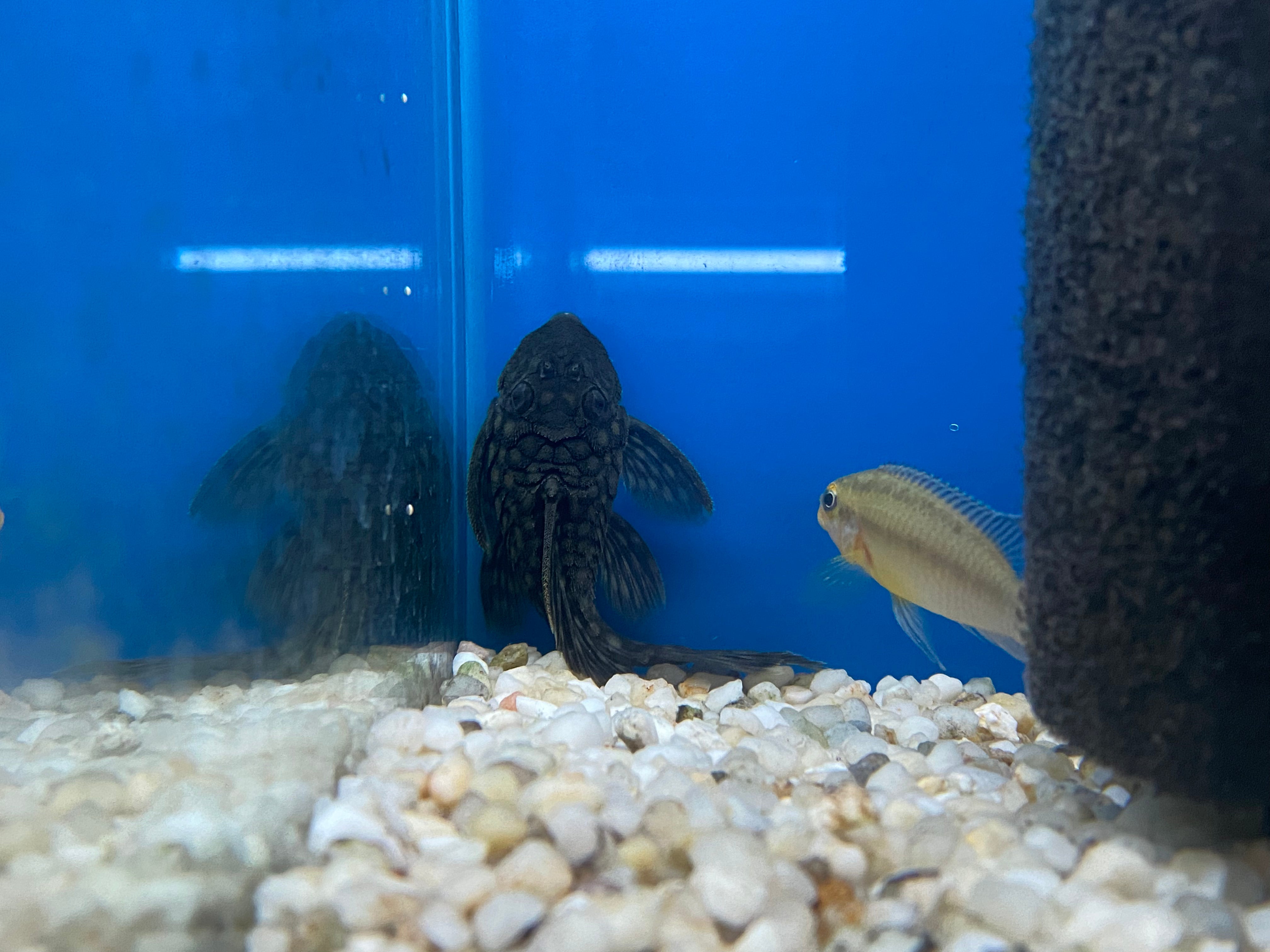L020 Polka-Dot Pleco