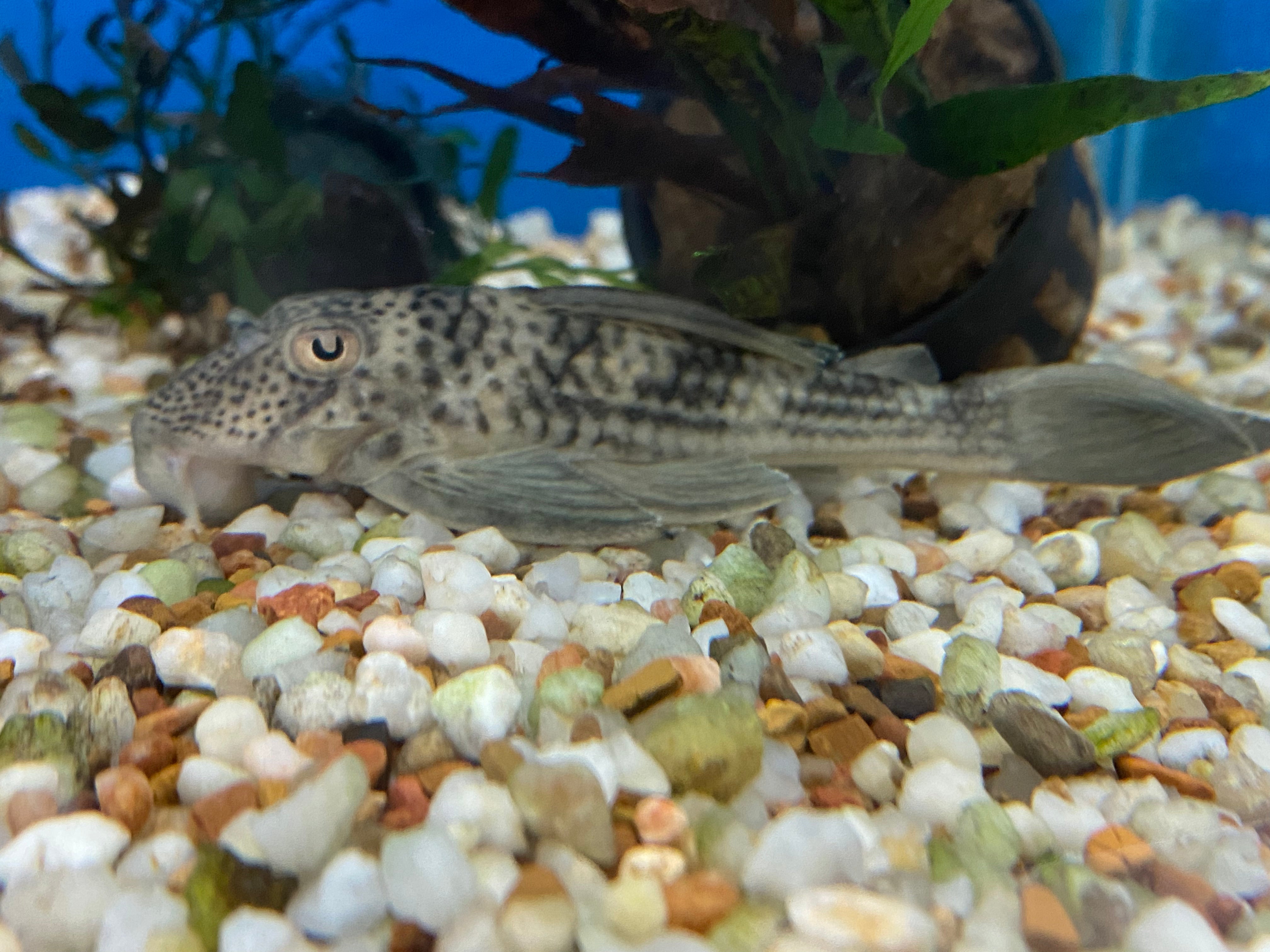 Pleco online fish tank