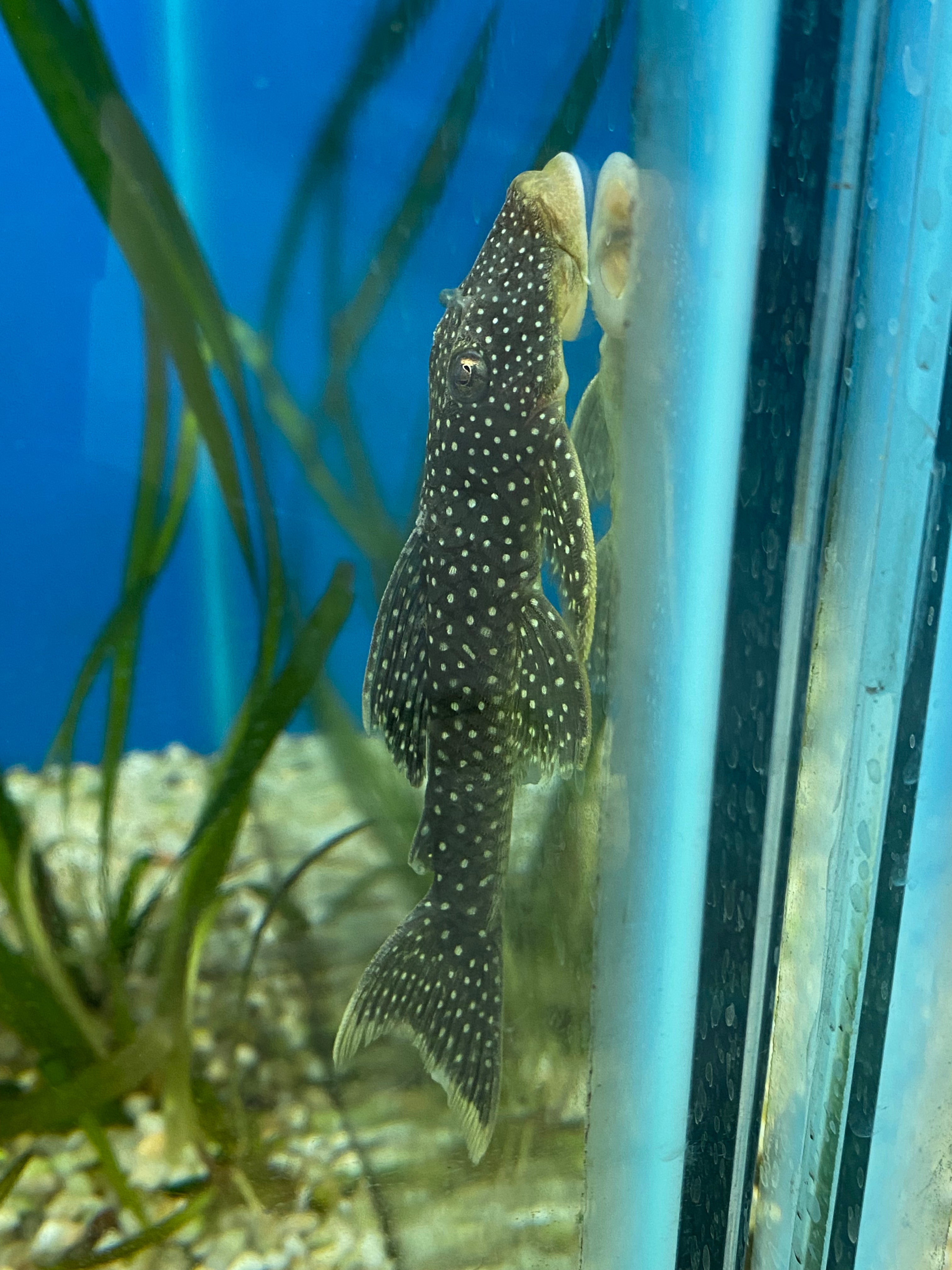 L067 Yellow Seam Pleco