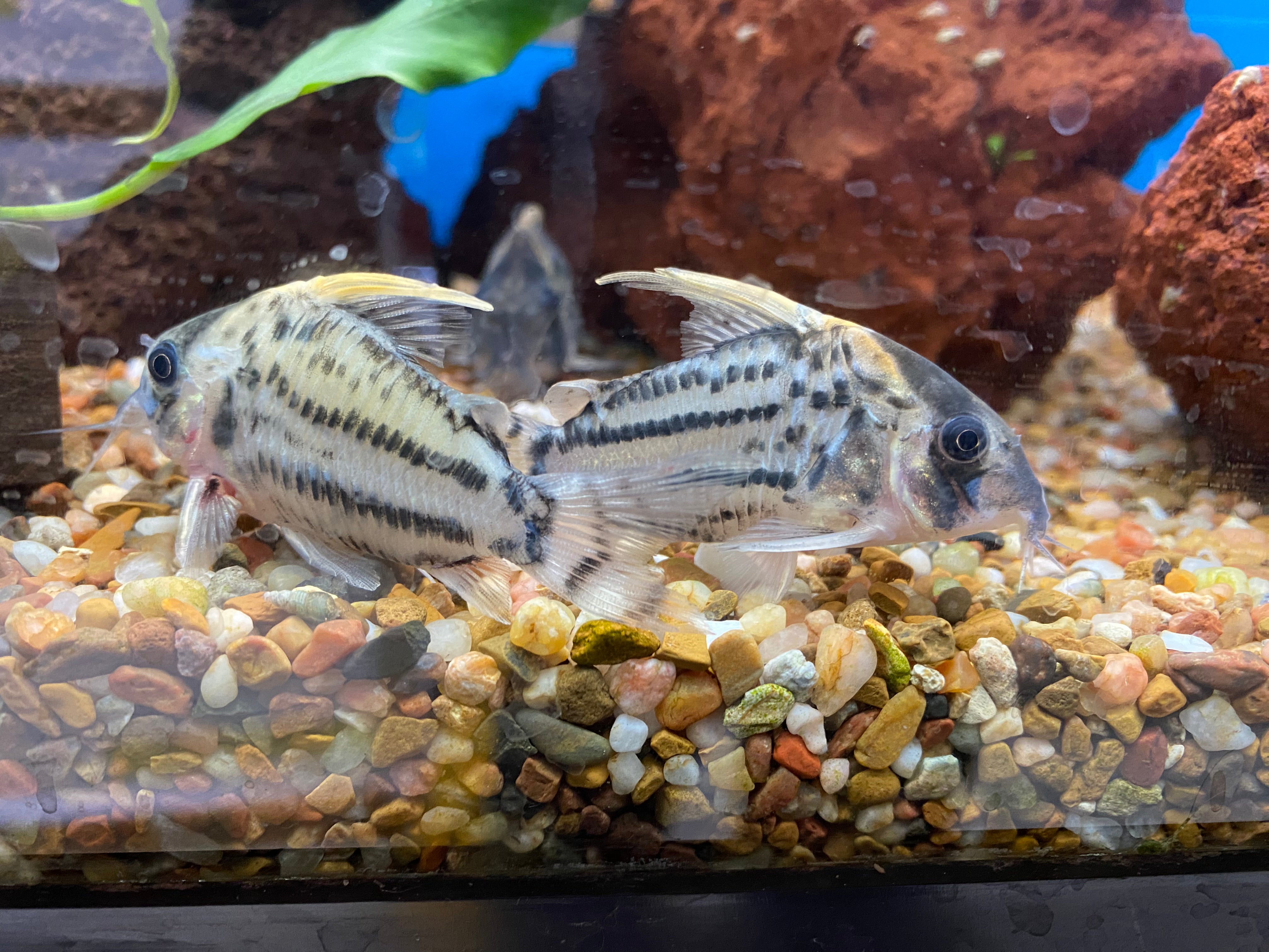 Corydoras 'Super Scwartzi'