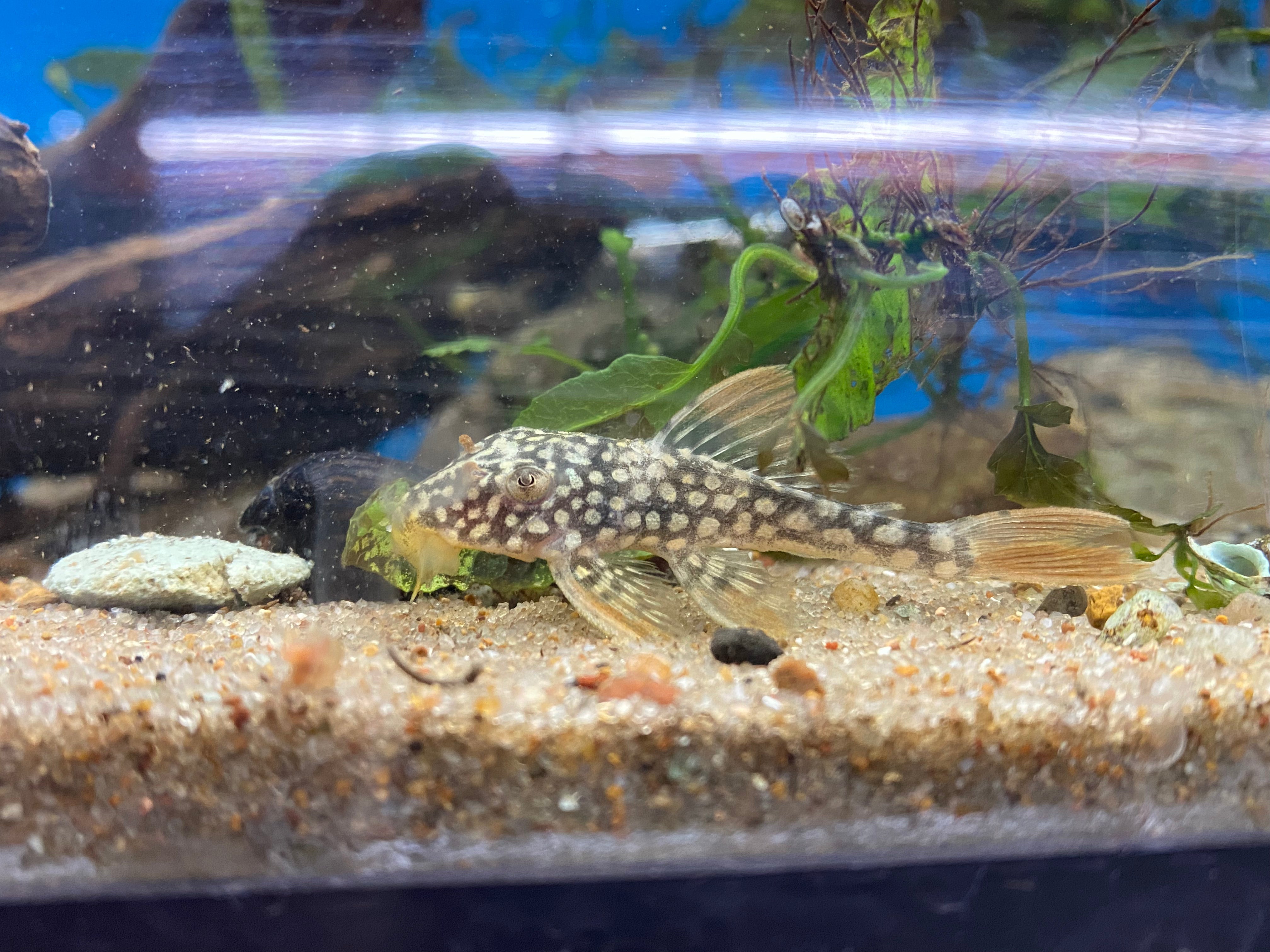 L014 Pleco Soleil
