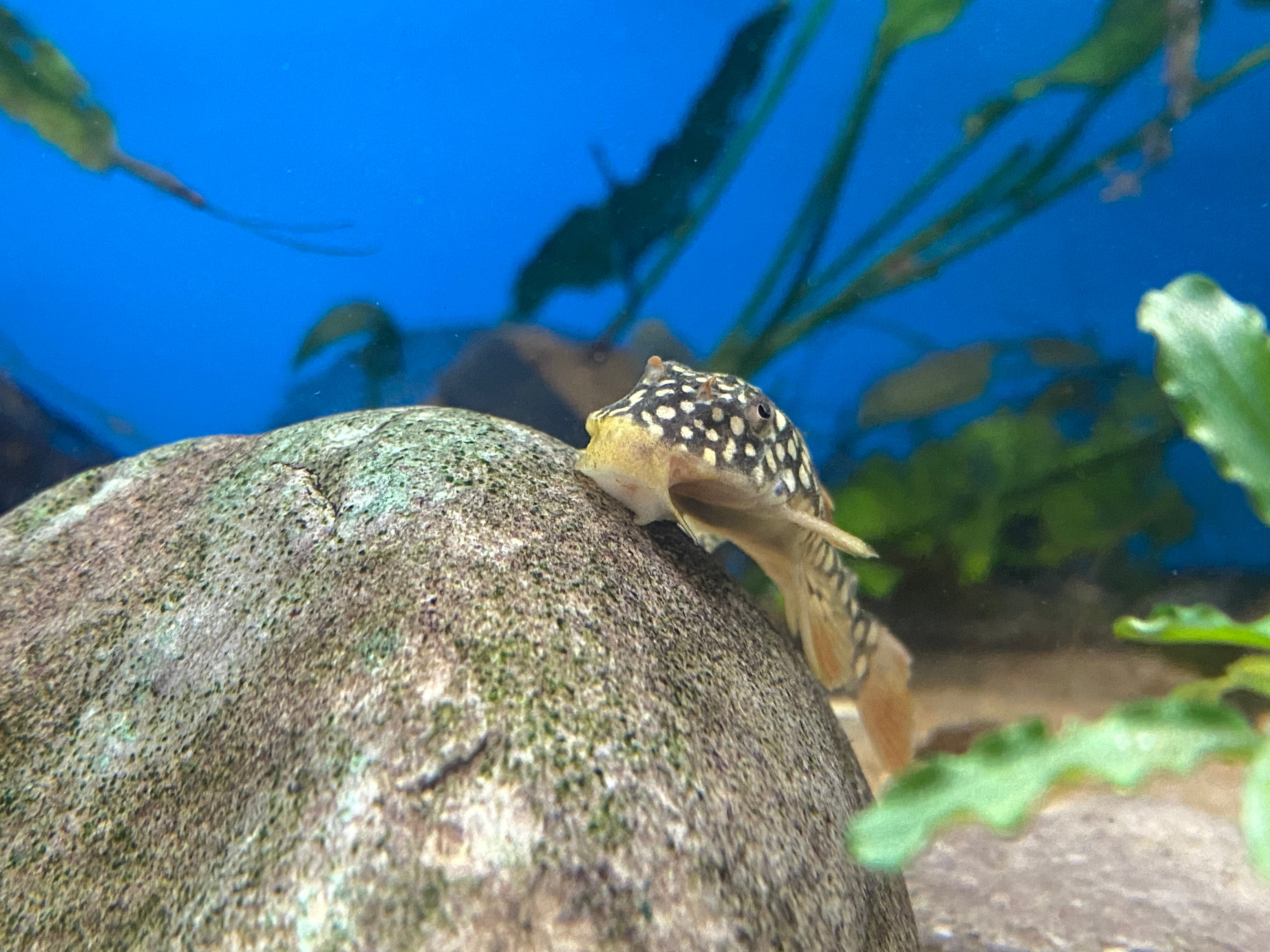 L014 Sunshine Pleco