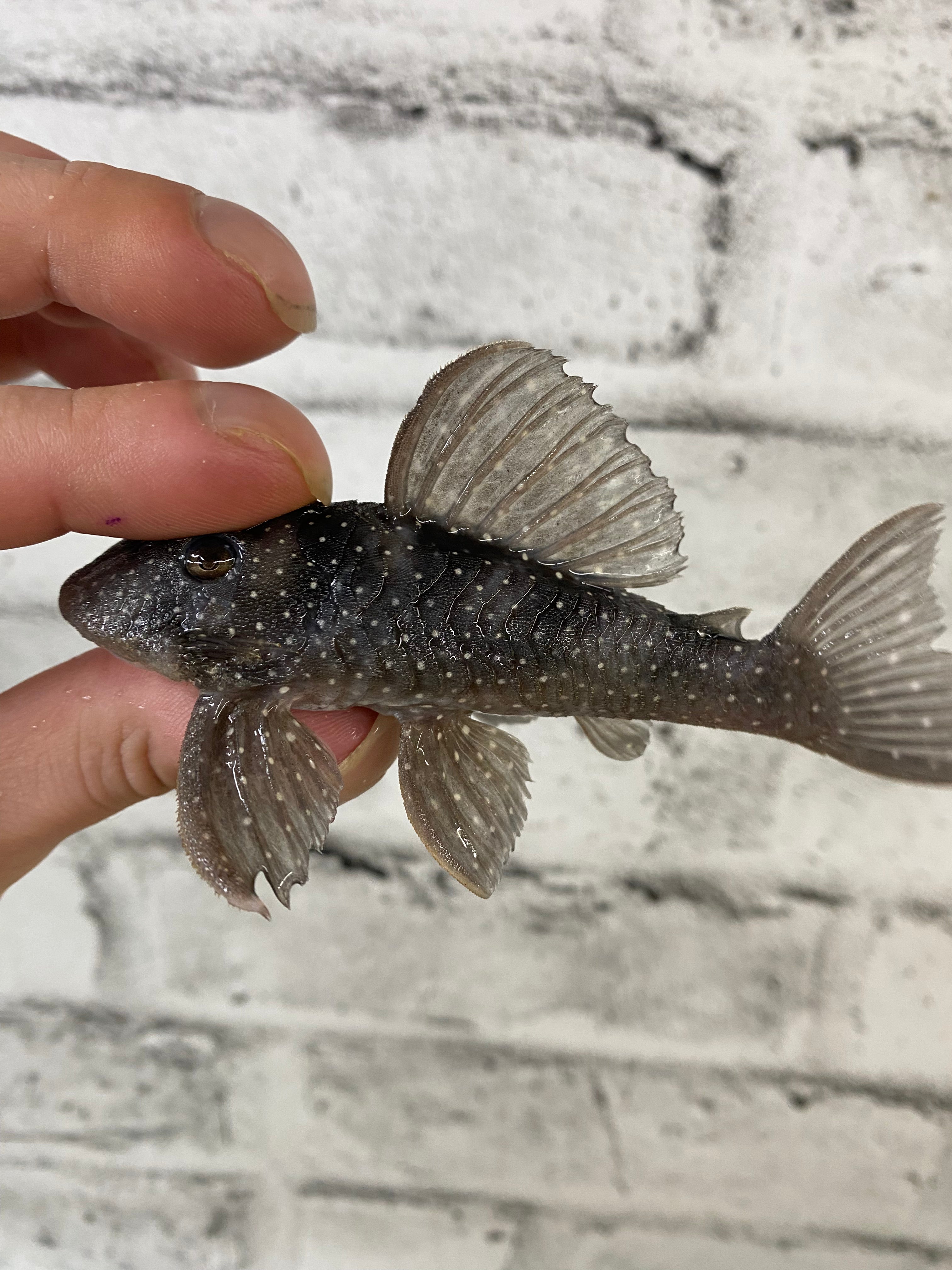 L004 Angelicus Pleco