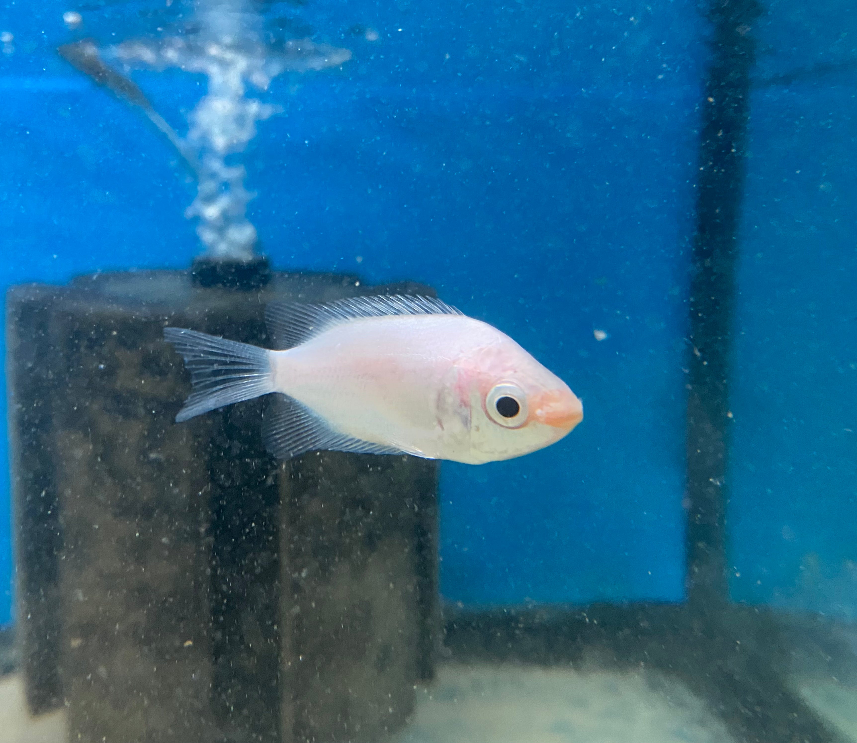 Pink Kissing Gourami