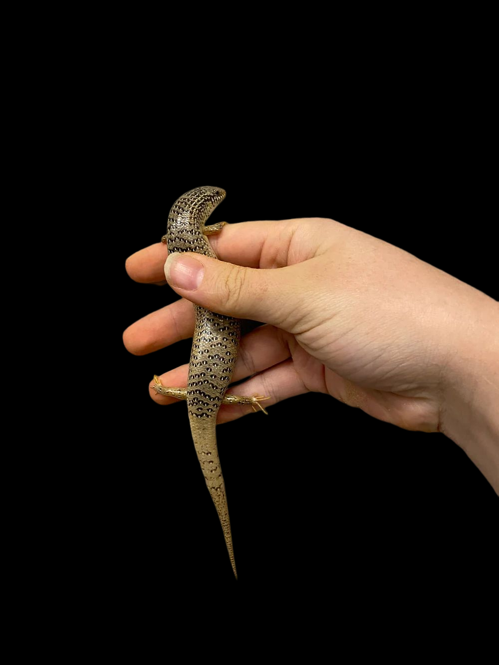 Ocellated Skink (Chalcides ocellatus)